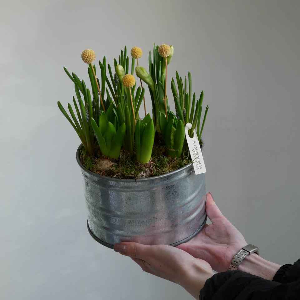 Композиція першоцвітів (1)