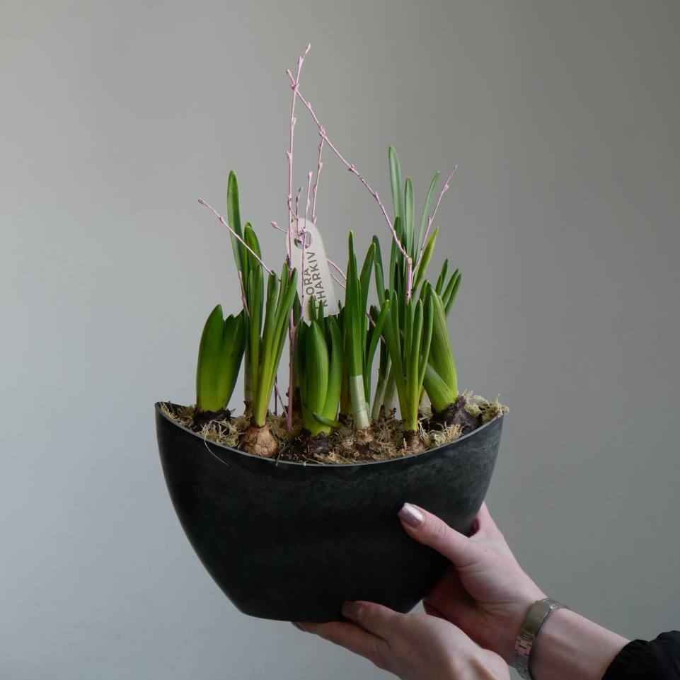 Композиція першоцвітів (2)