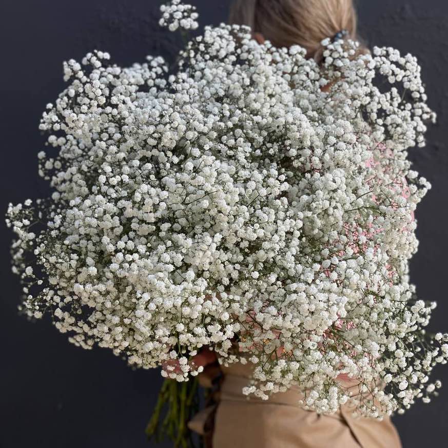 Гіпсофіла біла