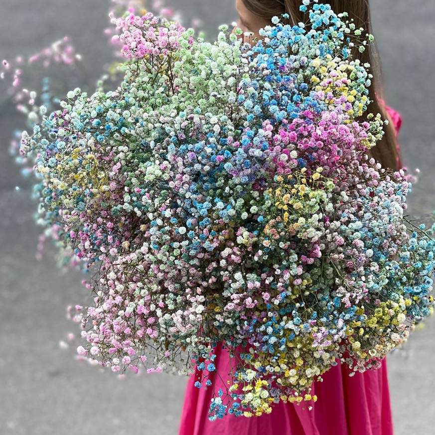 Гіпсофіла кольорова