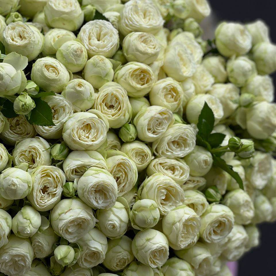 Троянда Сноу Ворлд