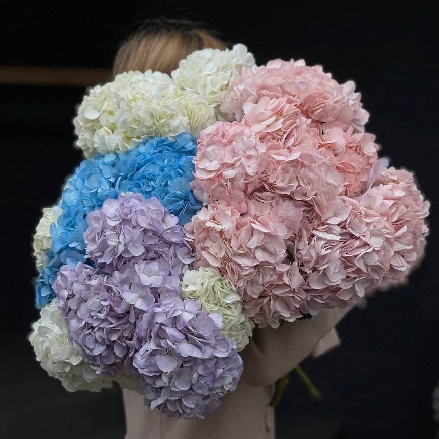 Гортензія Колумбія