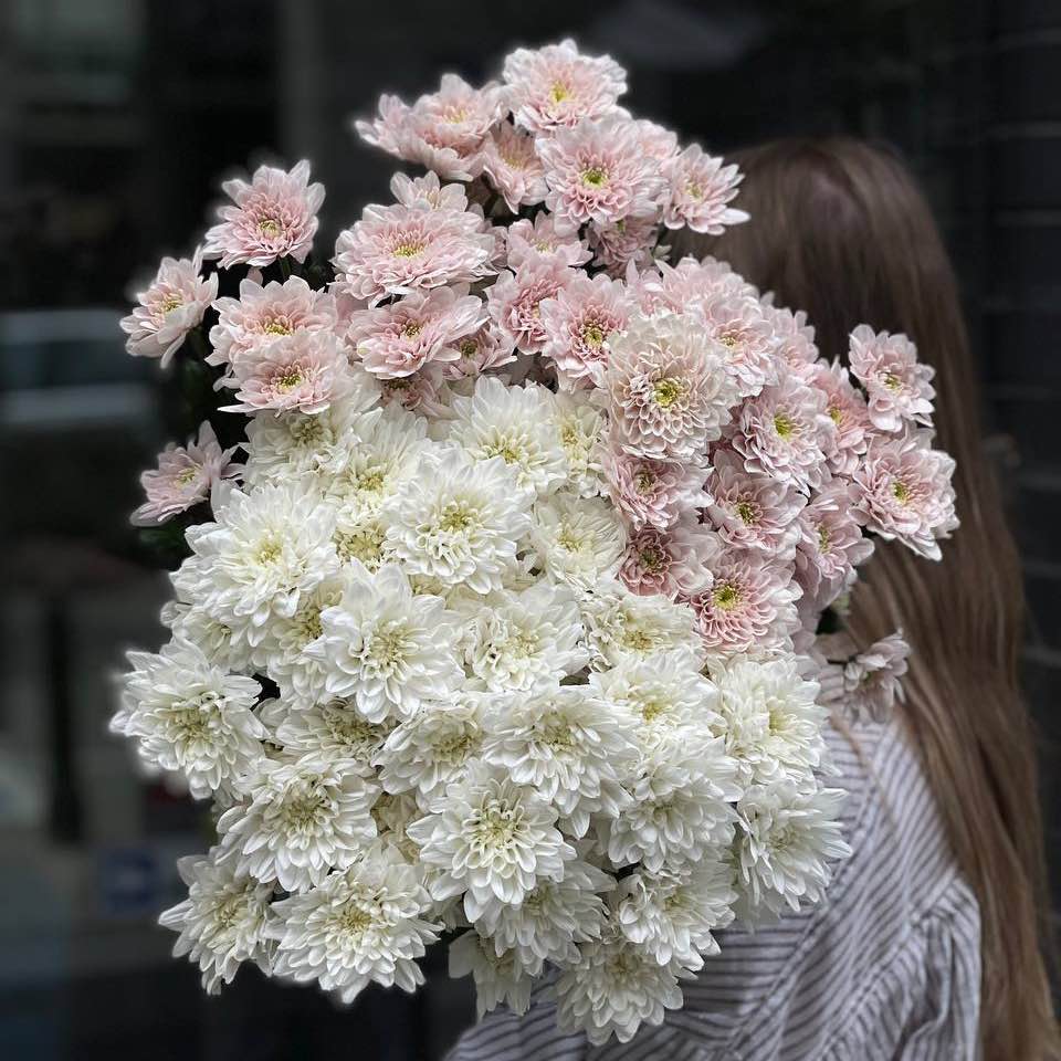 Хризантема Пастель