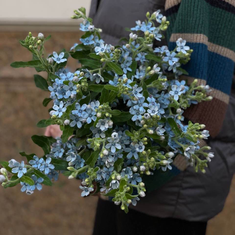 Оксіпеталум