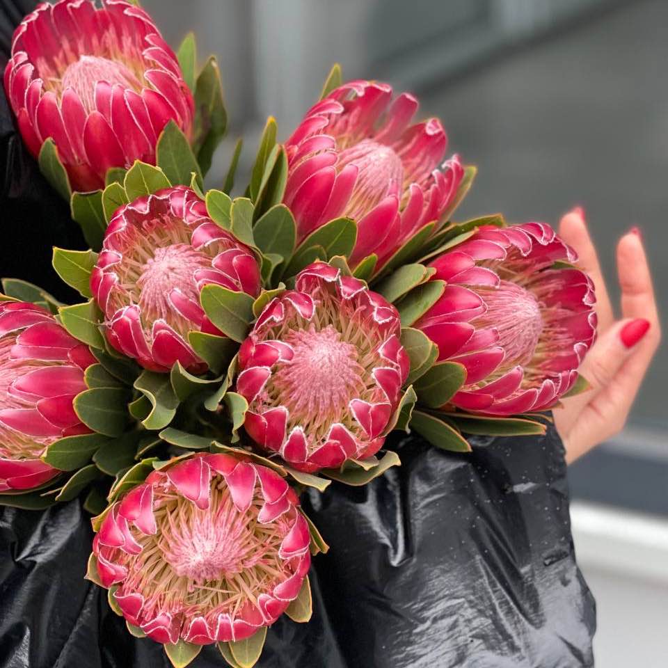 Протея Пінк Айс