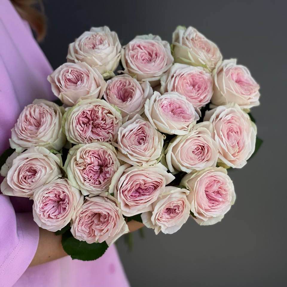 Троянда Балері Самерхаус