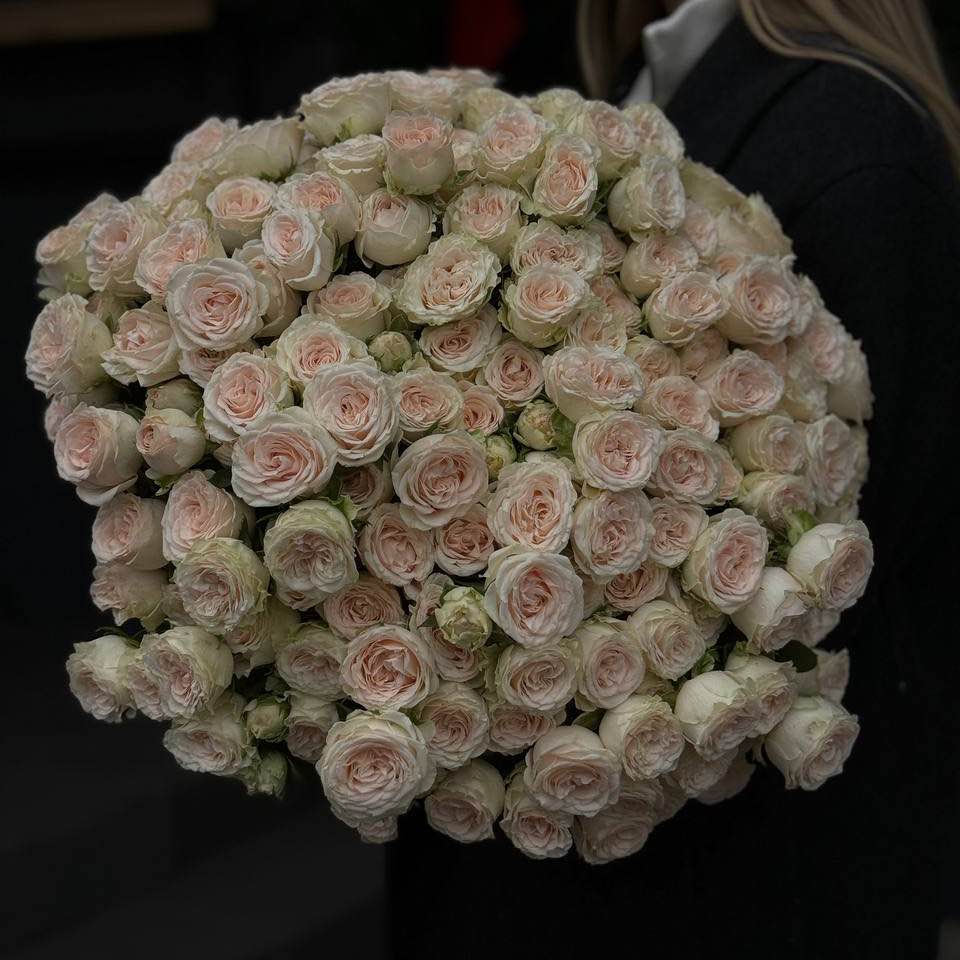  Троянда Софі