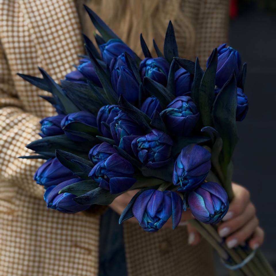 Сині тюльпани