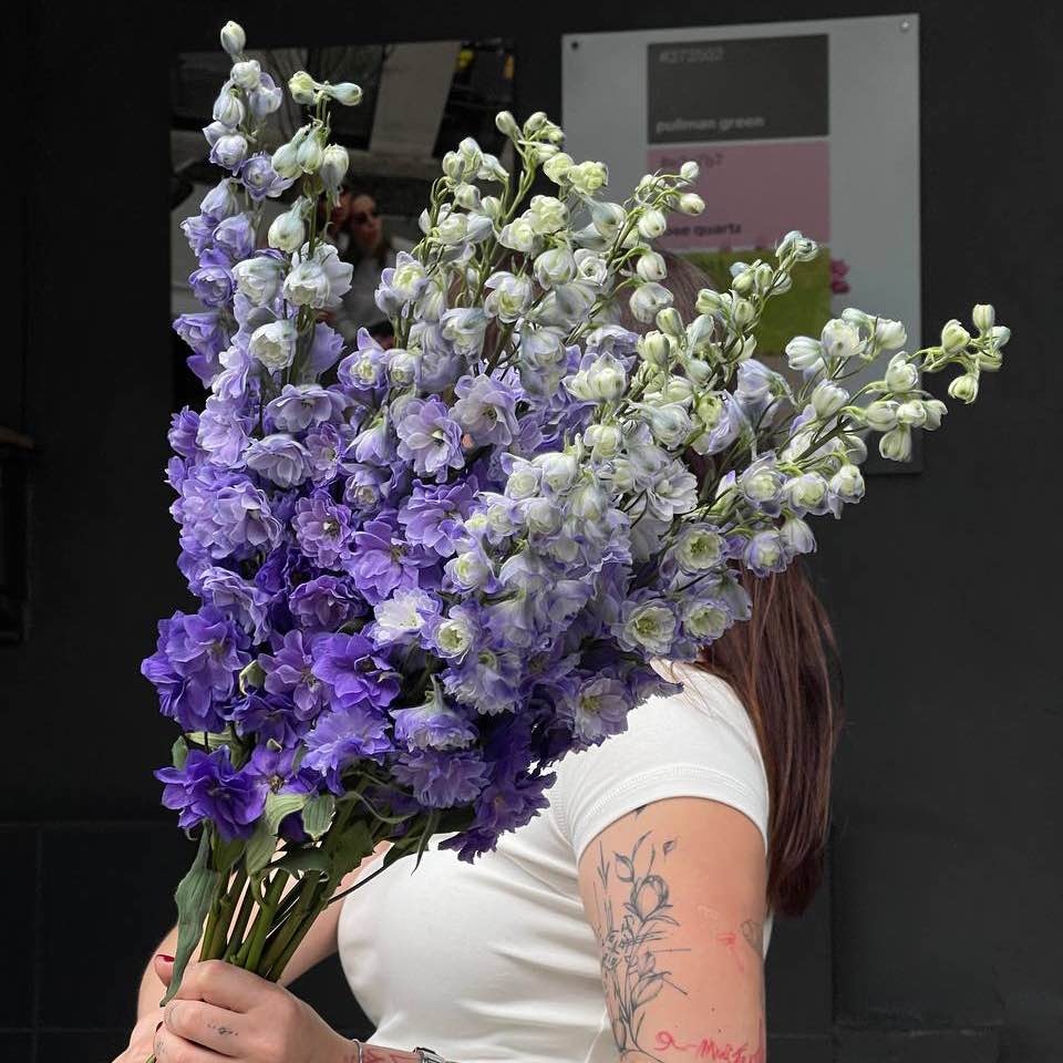 Дельфініум