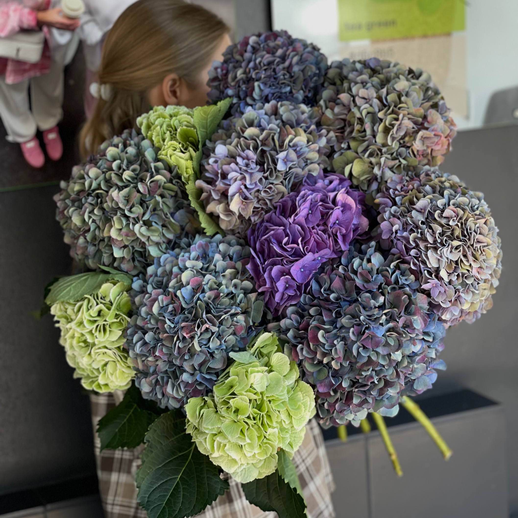 Гортензії темні