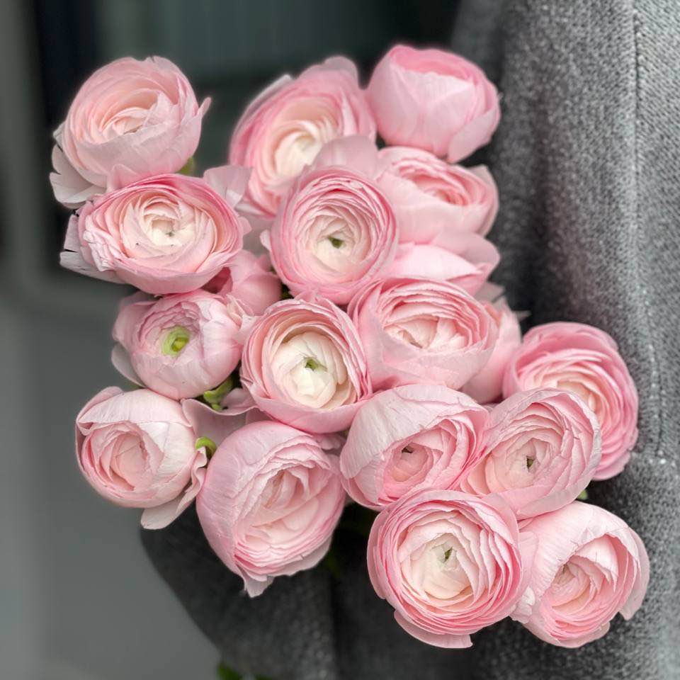 Ранункулюс