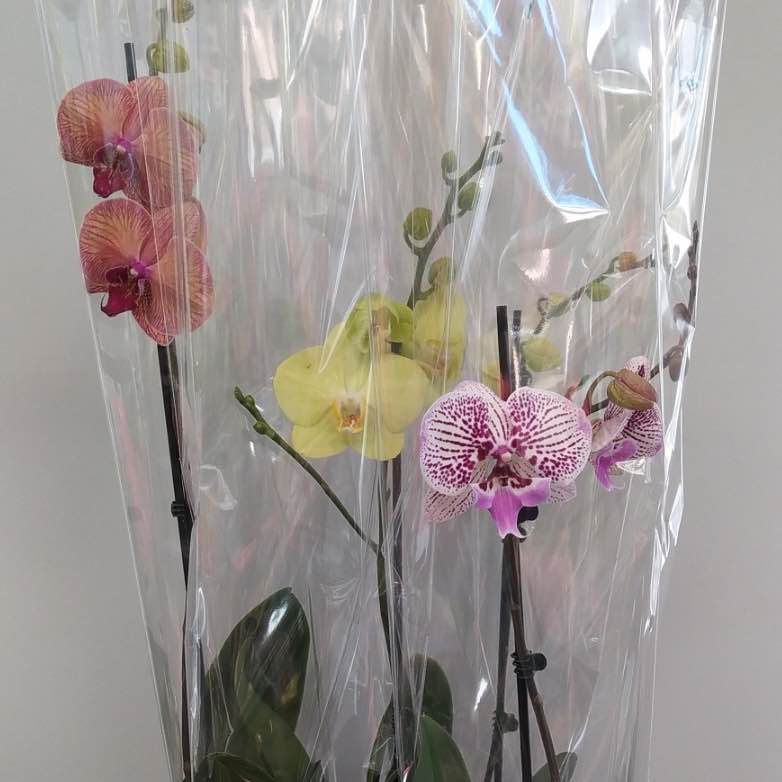 Фаленопсіс 12*65 мікс 