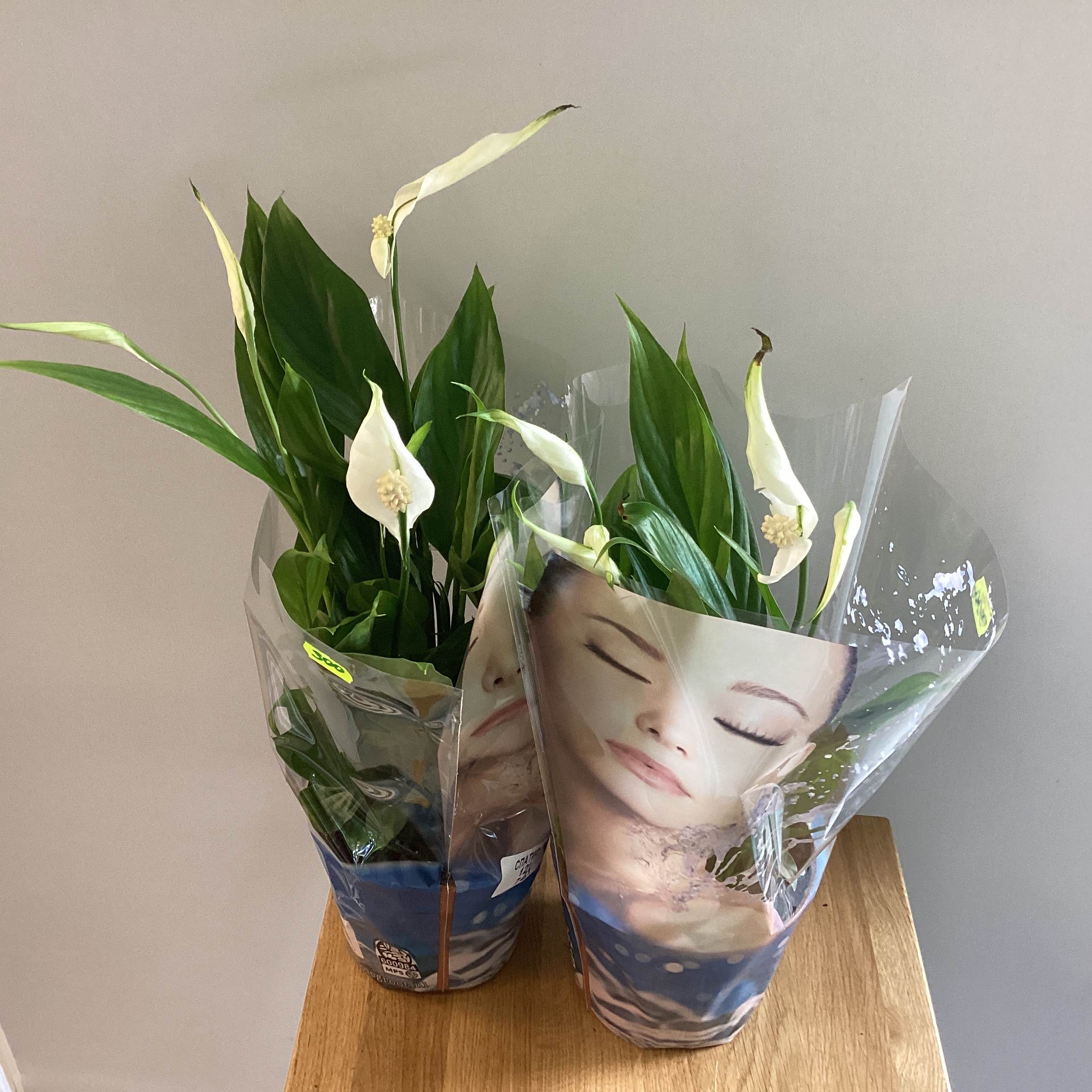 Спатифіллум 12*45