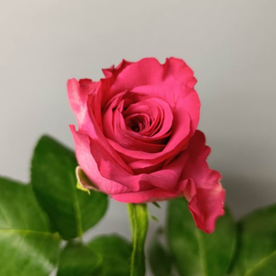 Гоч Україна