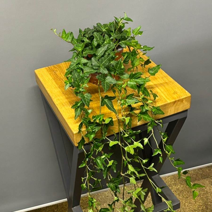 Хедера Shamrock 12*85