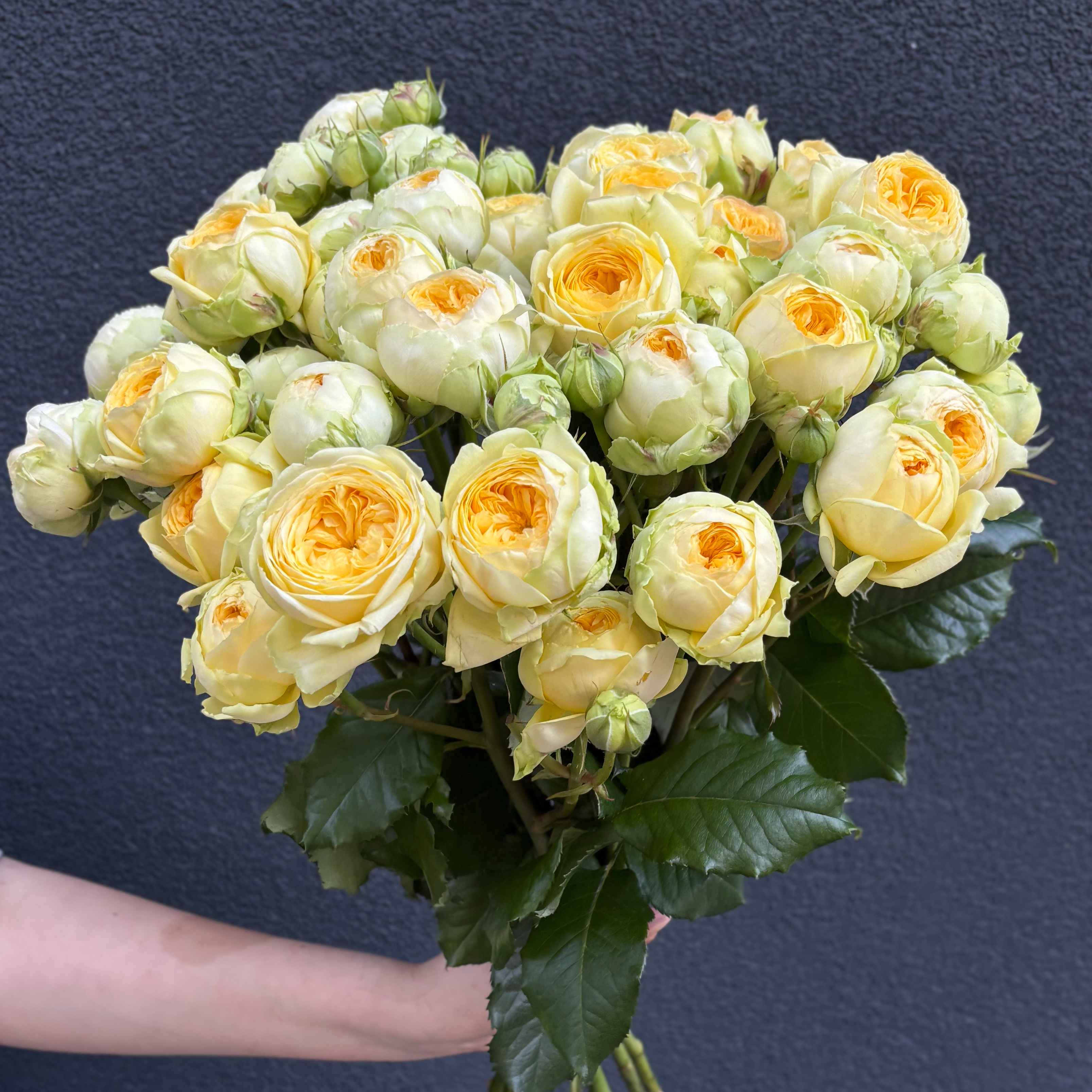 Піоні баблс