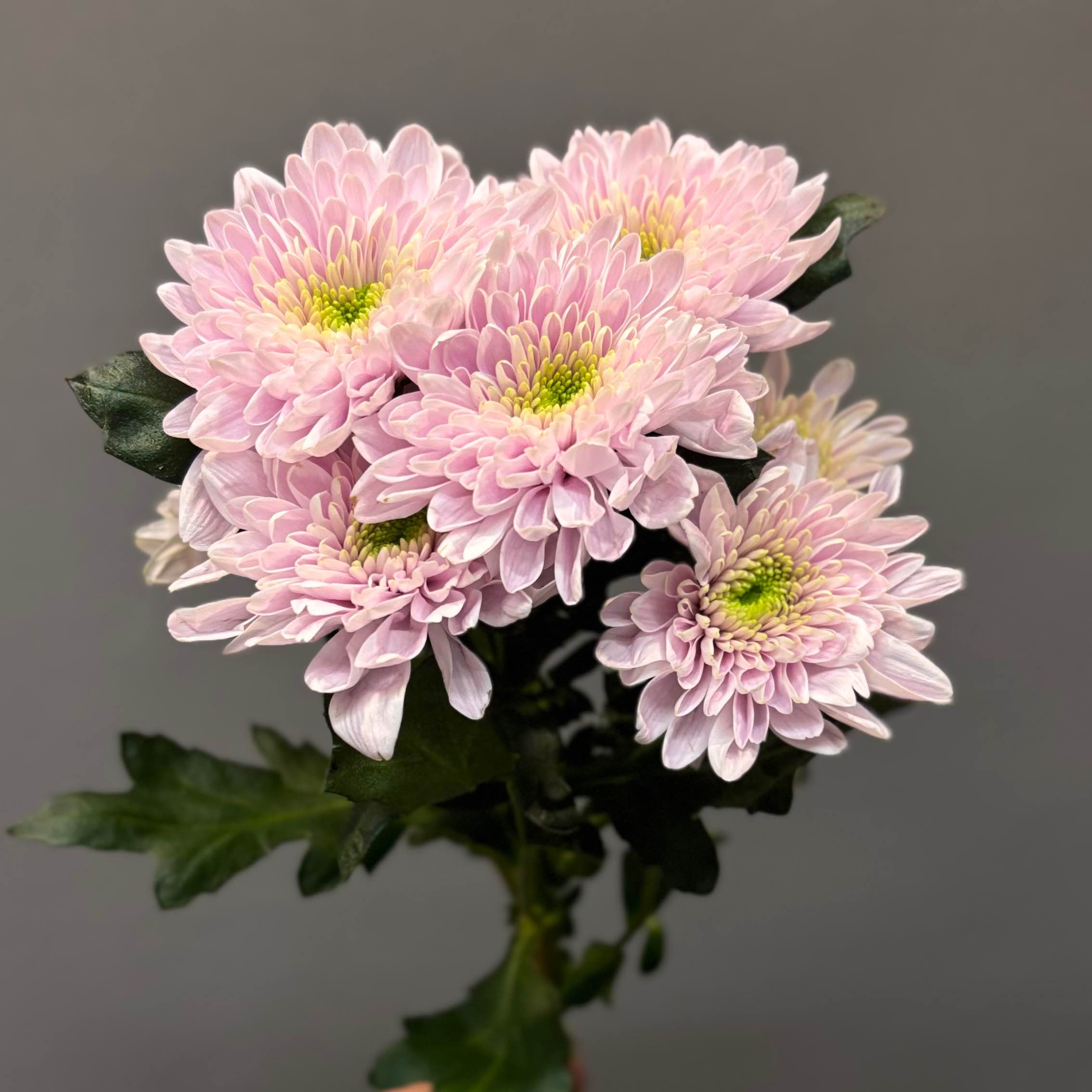 Командер пінк