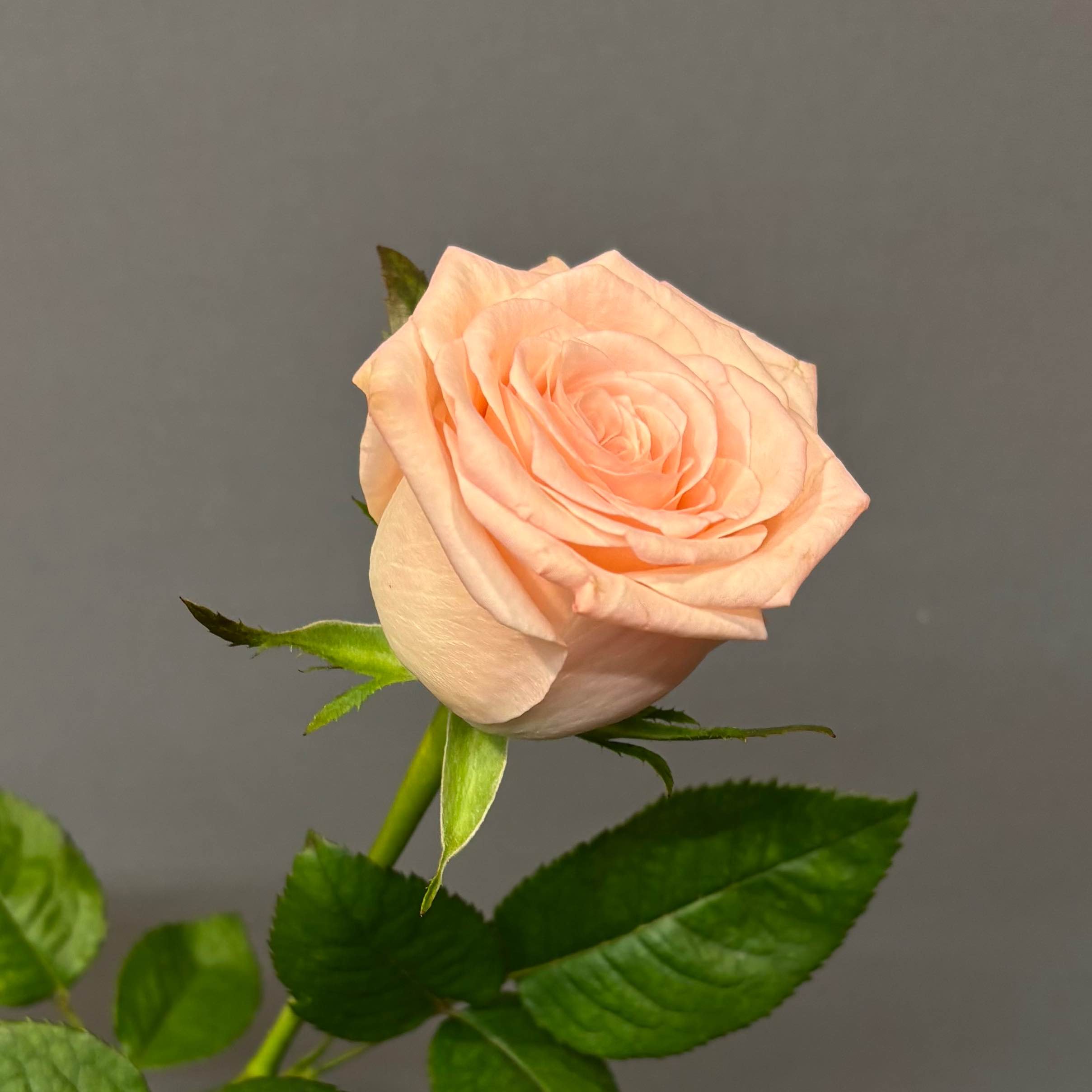 Кімберлі 60 см