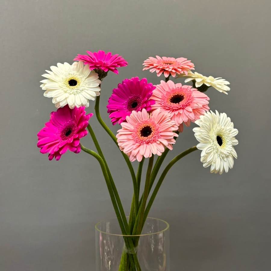 Гербера міні