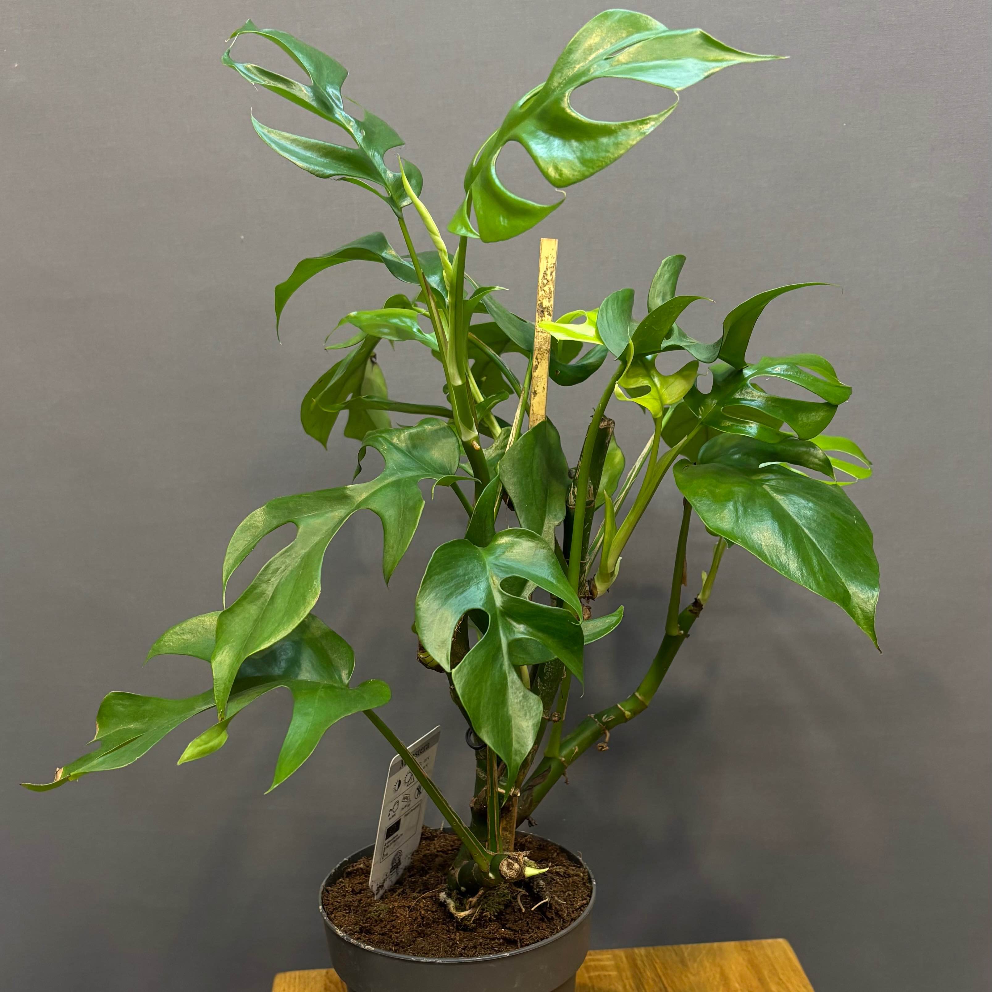 Монстера Адонсони