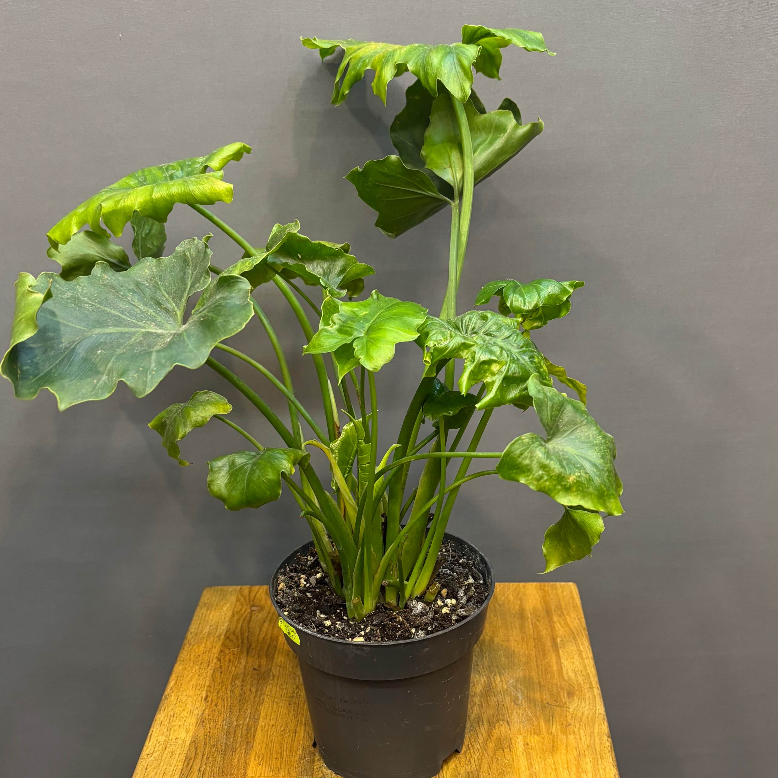 Філодендрон