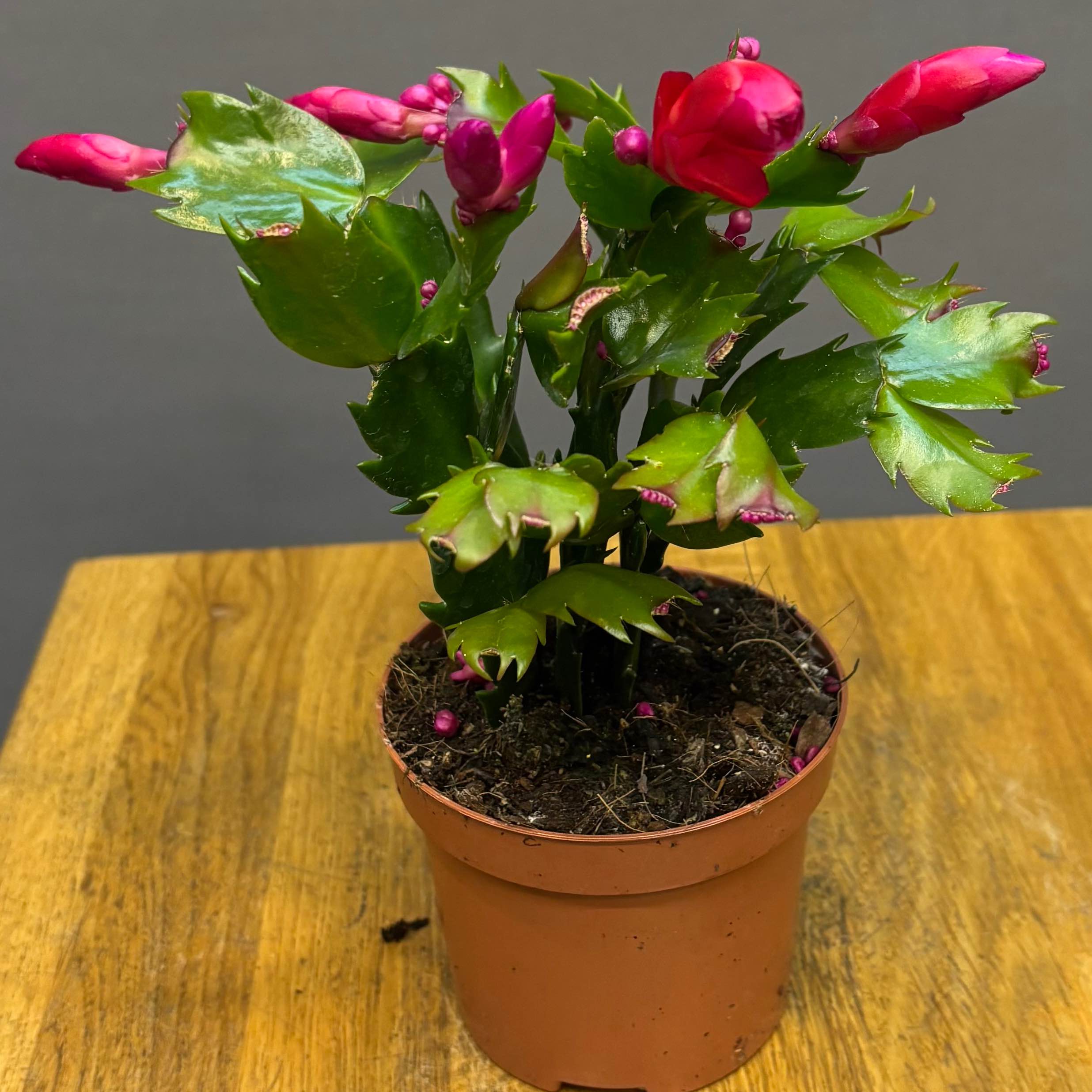 Шлюмбергера мікс