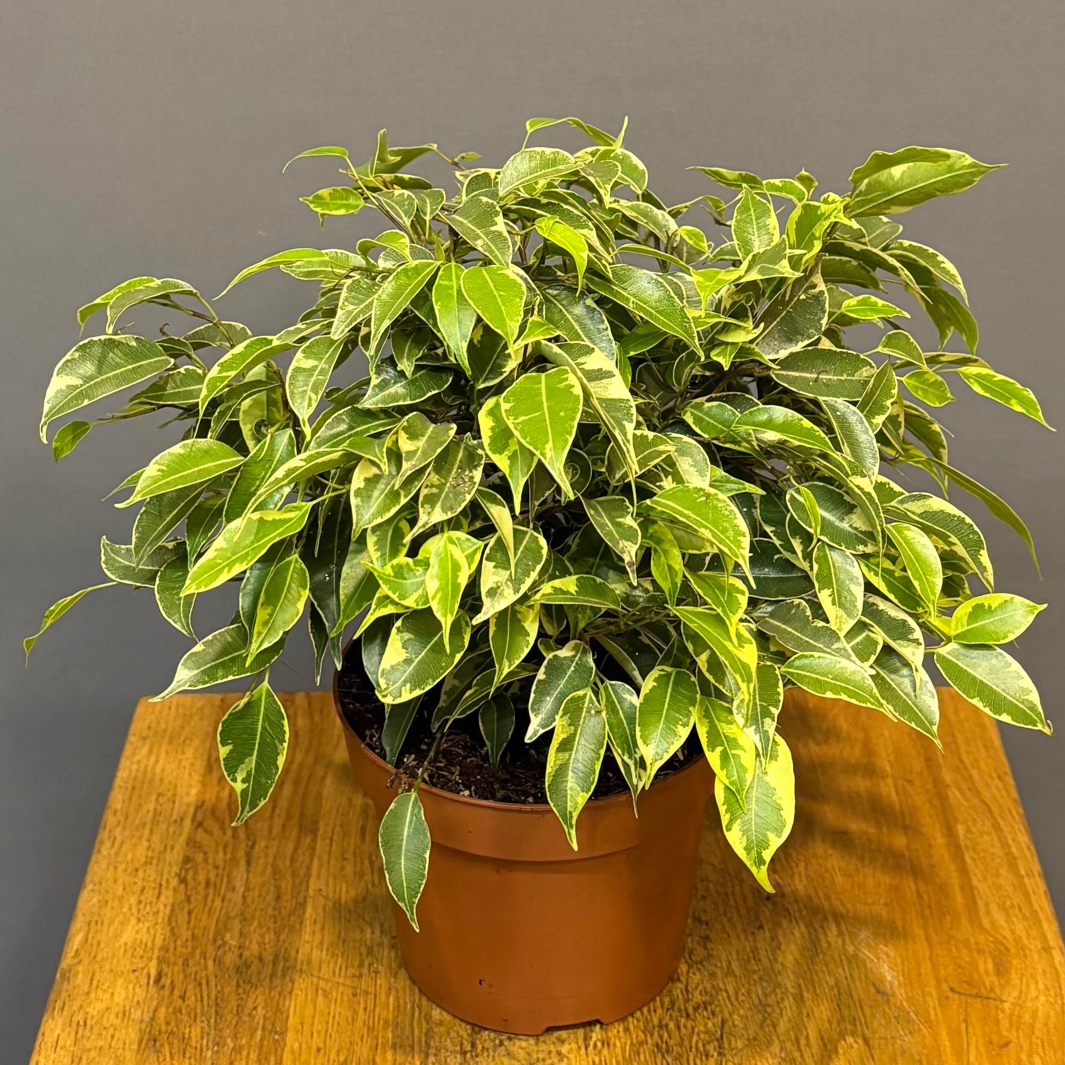 Фікус бенджаміна Kinky