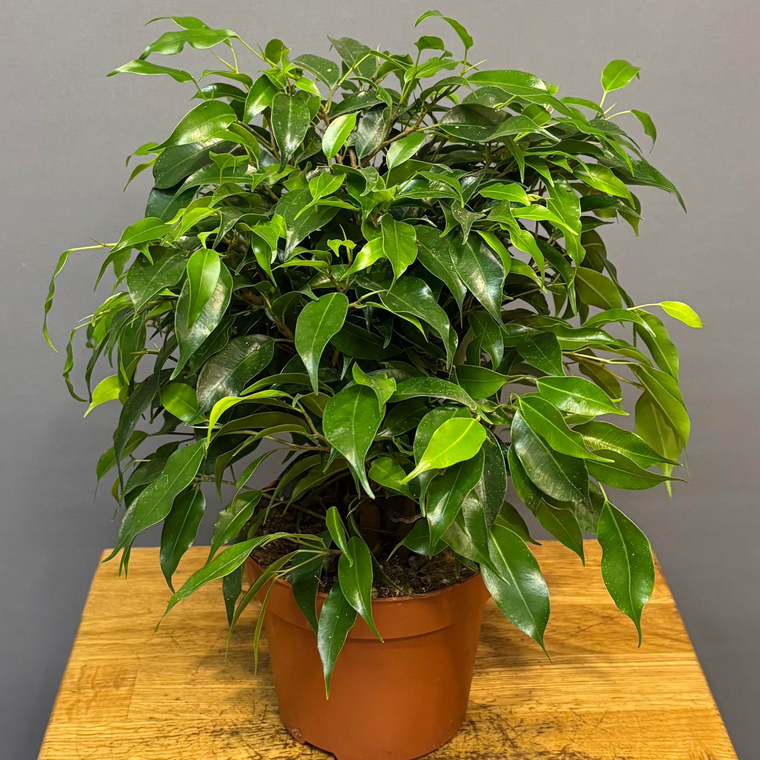 Фікус Бенджамена кінкі грин