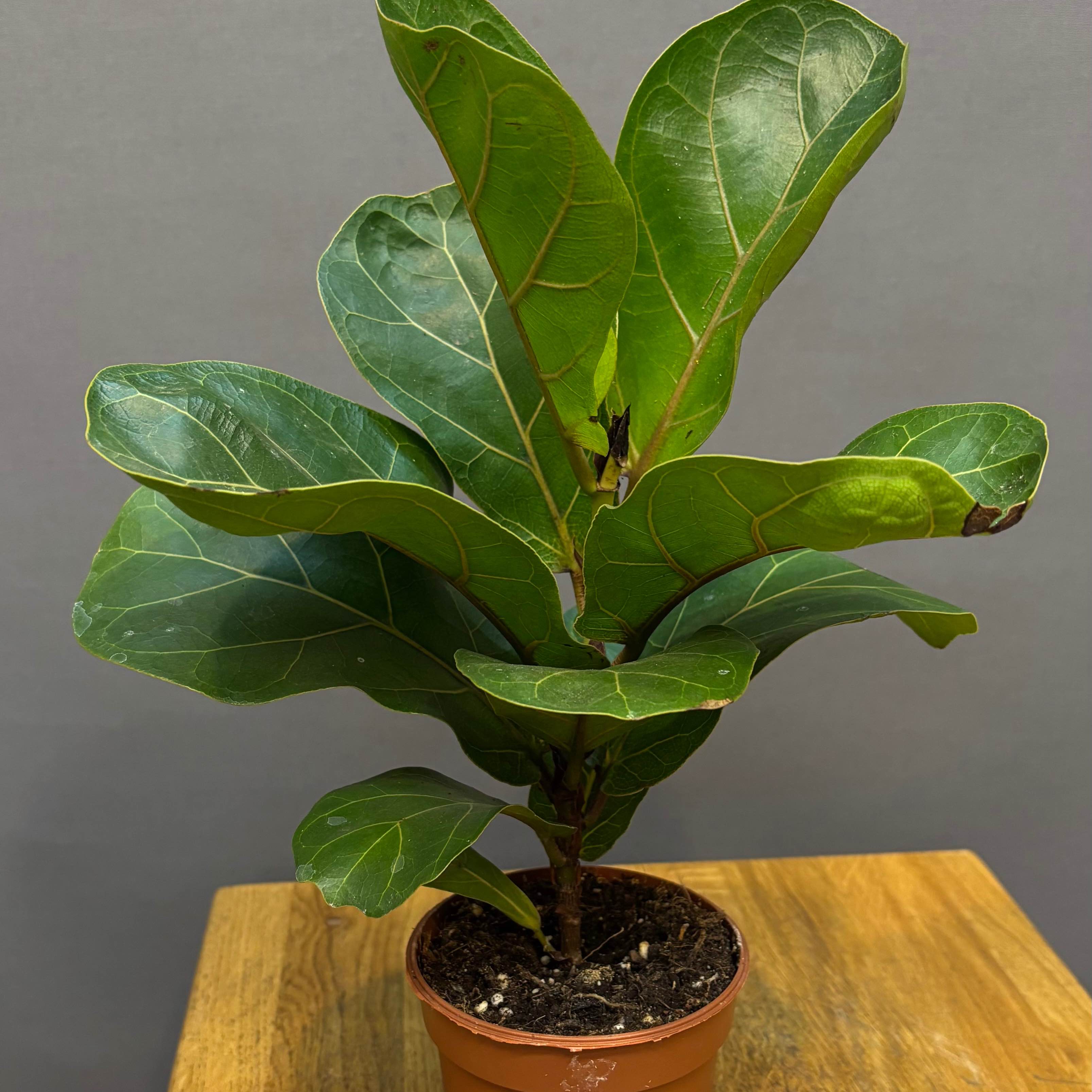 Фікус Лірато бамбіно