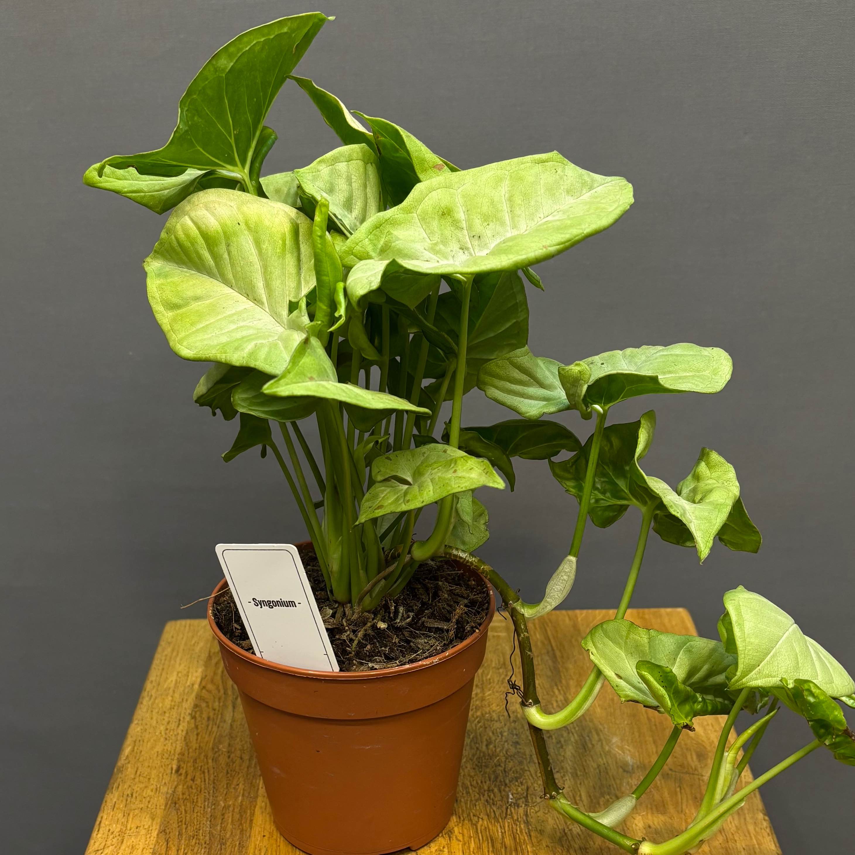 Сингоніум мікс