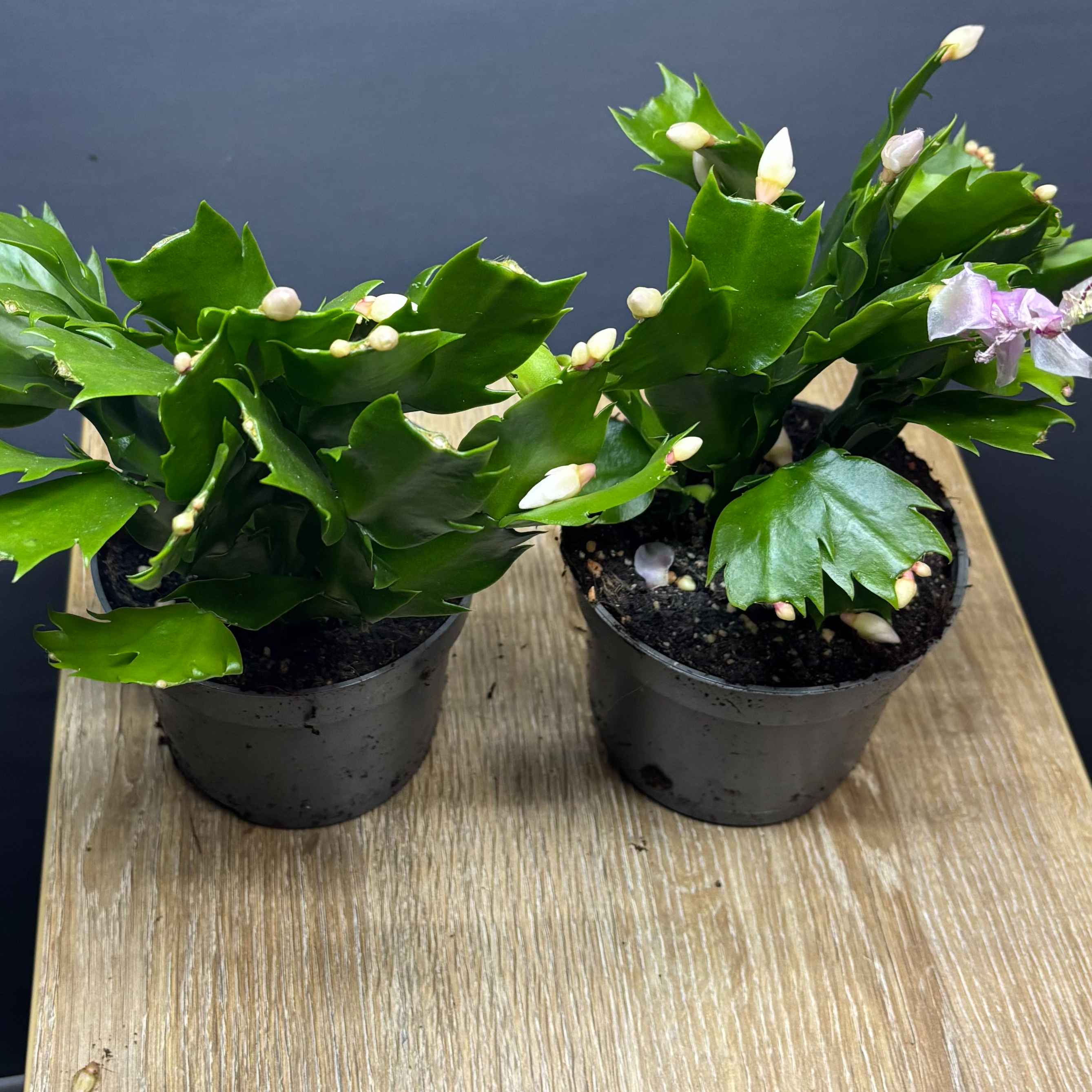 Шлюмбергера біла