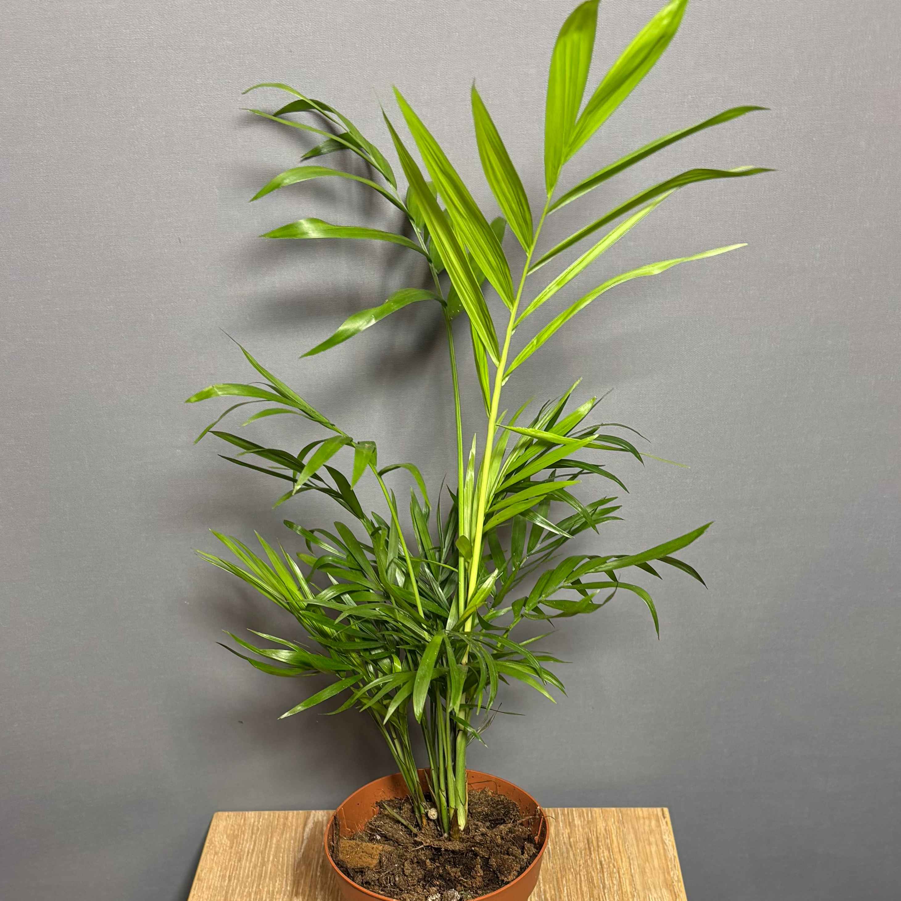 Хамедорея 12*55