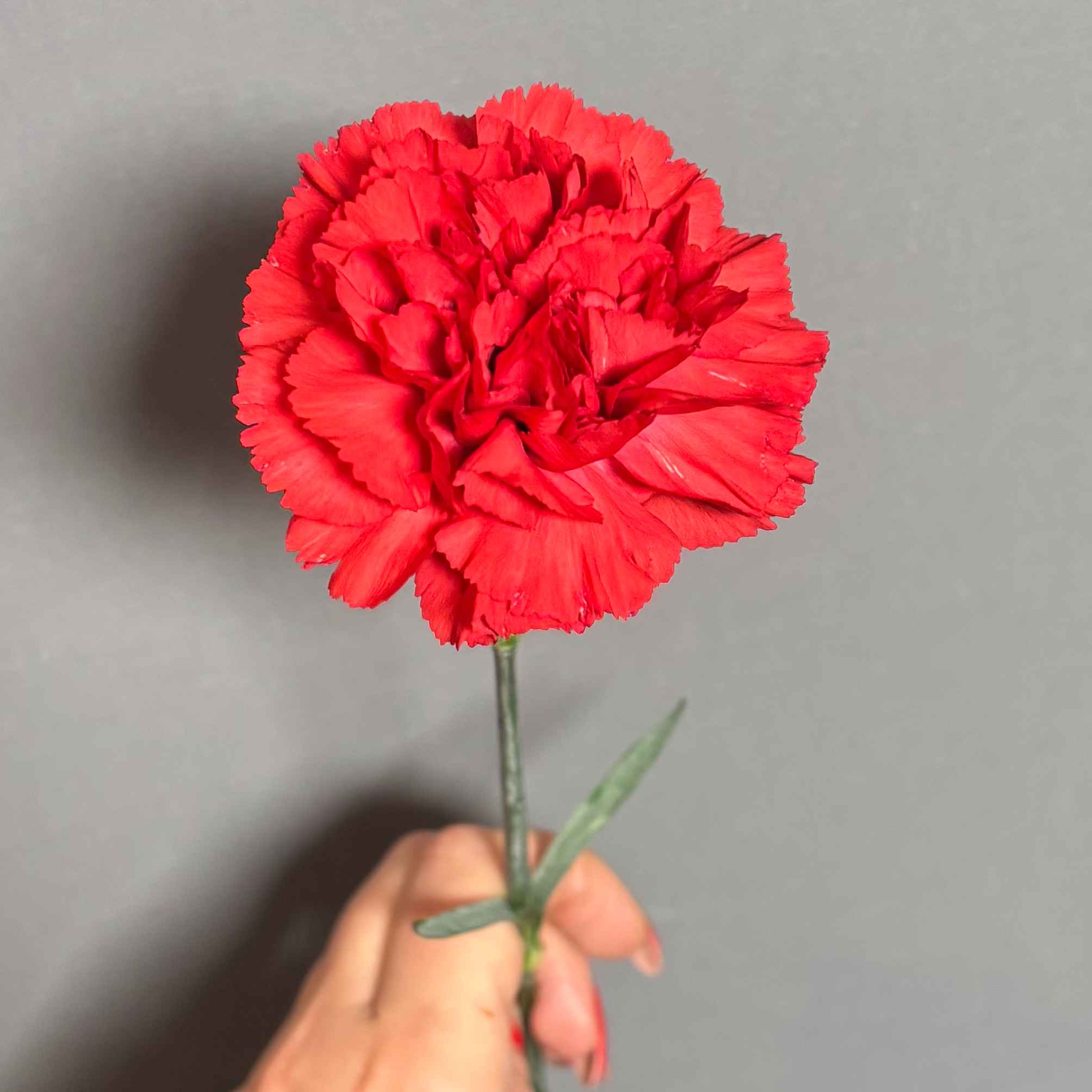 Гвоздіка червона