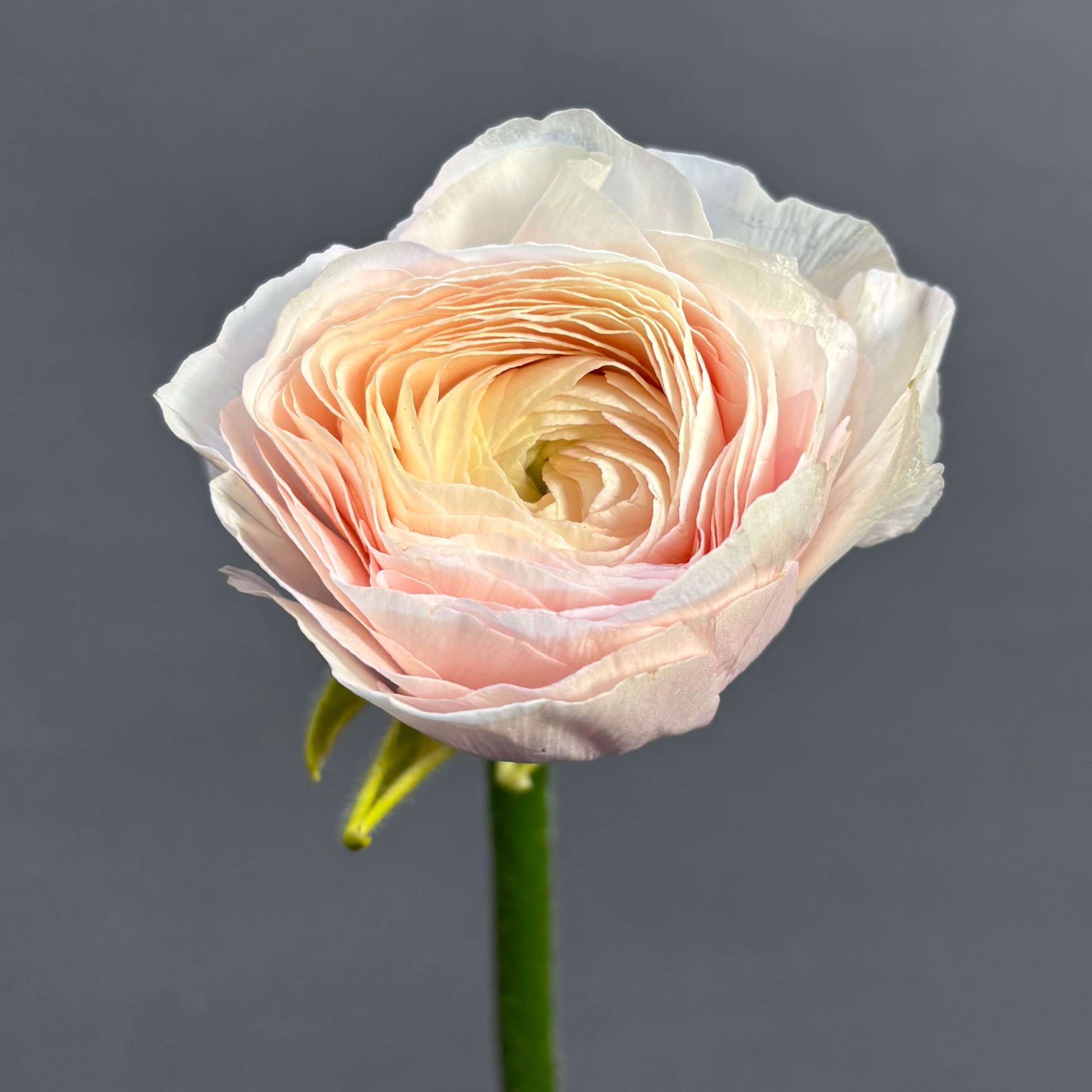 Ранункулюс Clooney