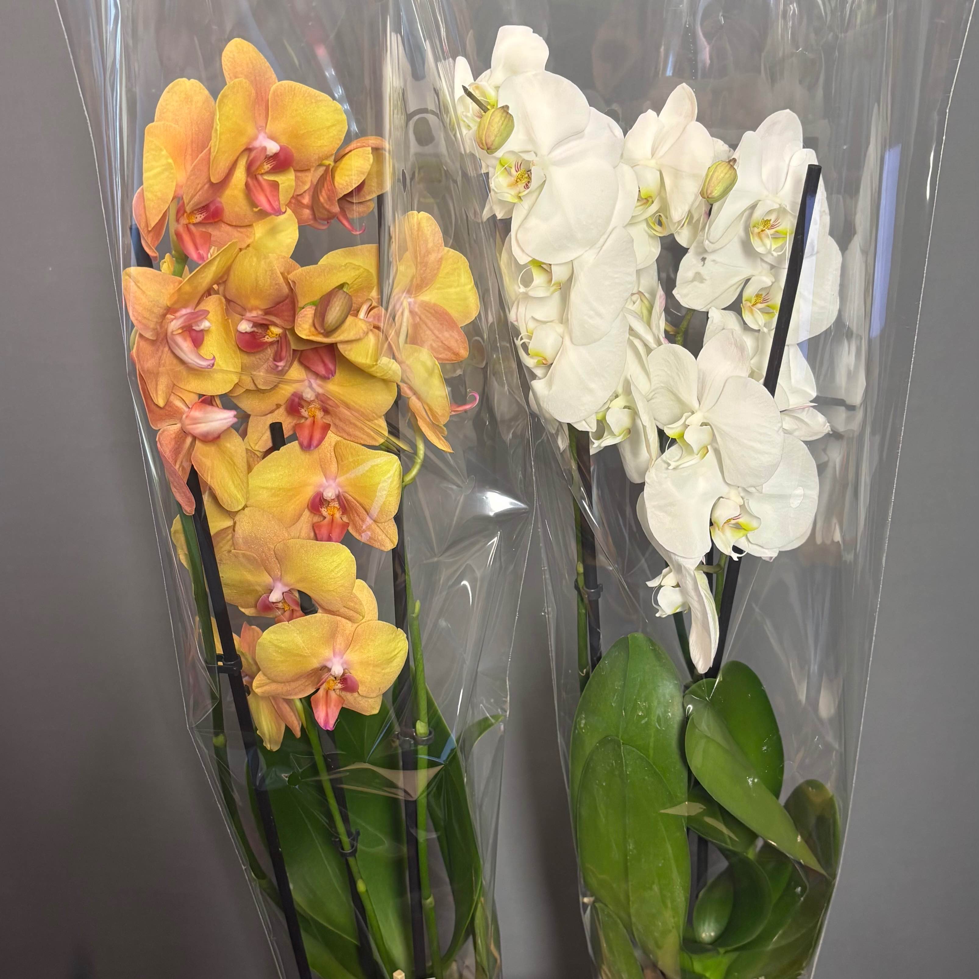 Фаленопсіс