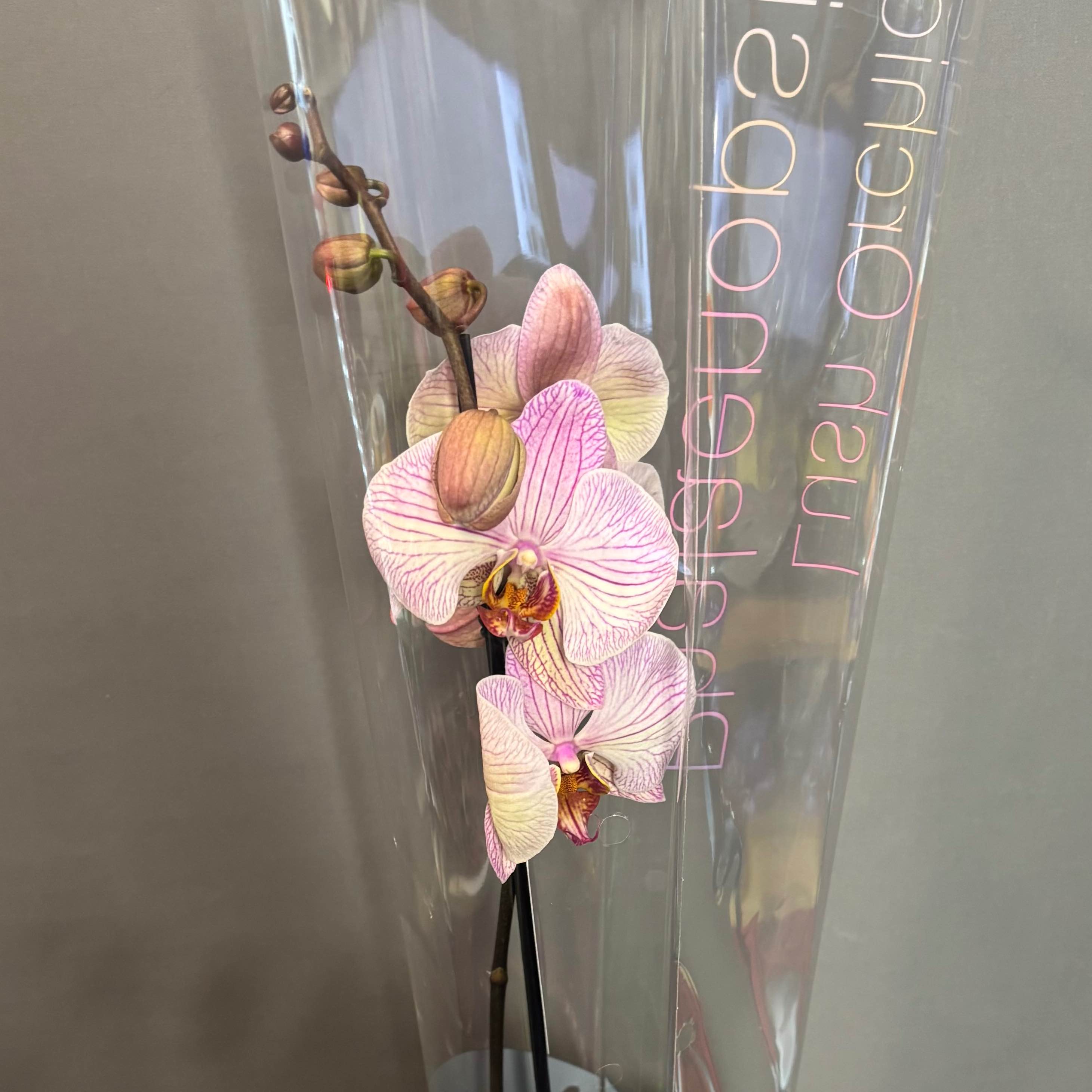 Фаленопсіс 65 см 1 стовбур