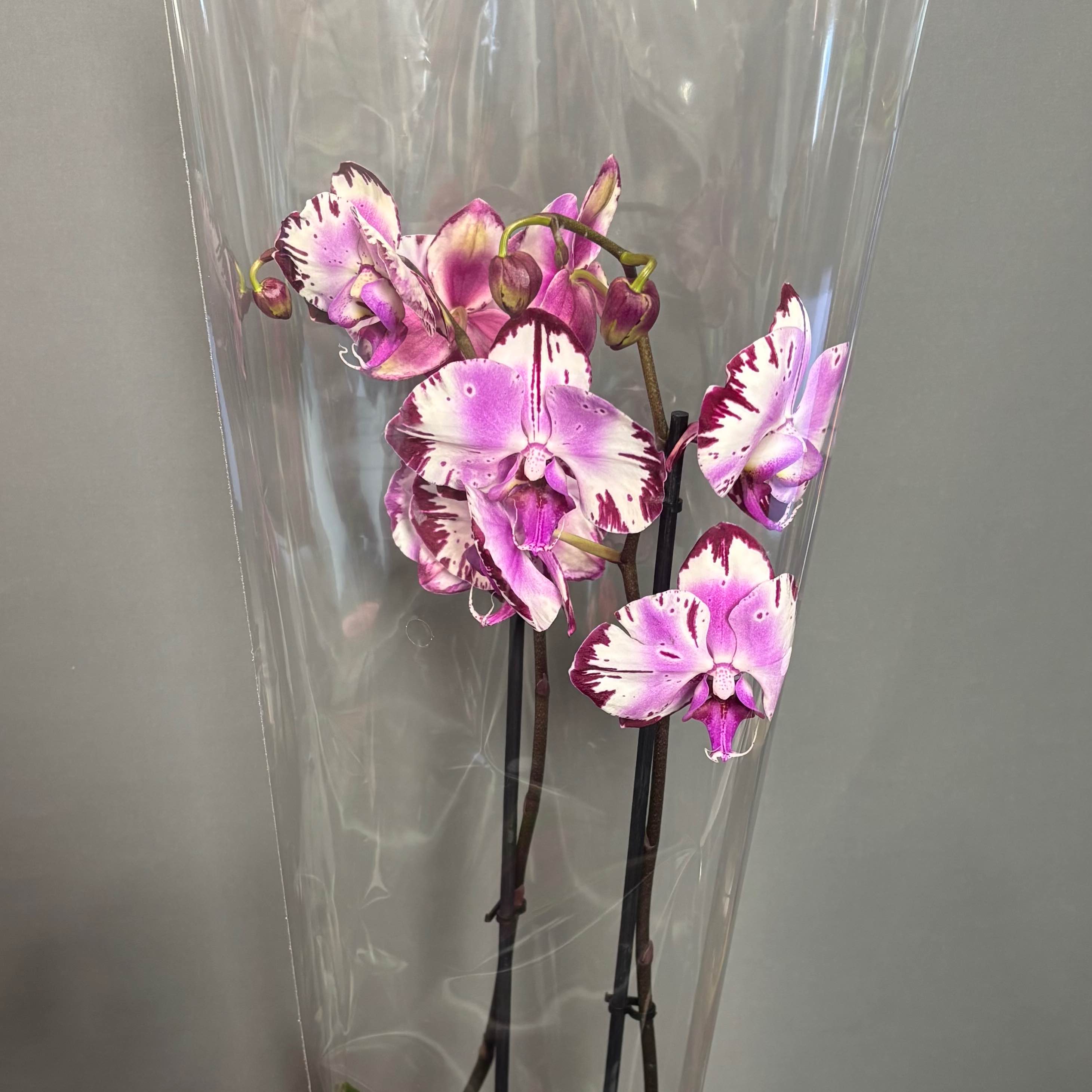 Фаленопсіс   1-2 стовбура