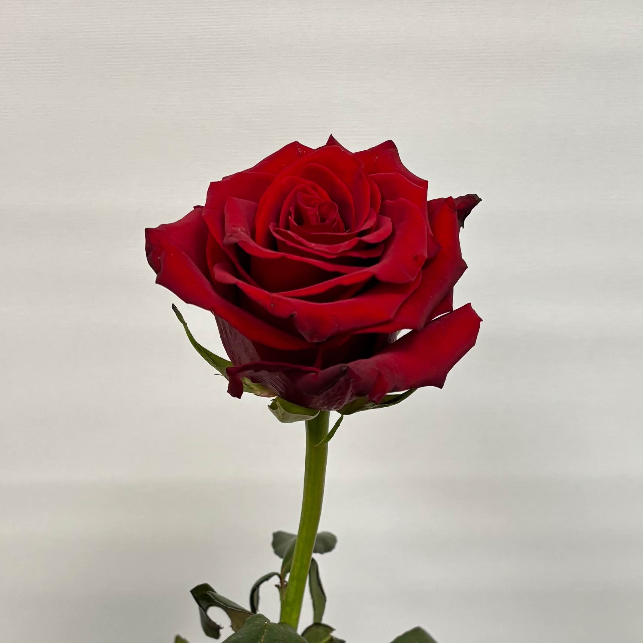 Експлоер 60-70 см