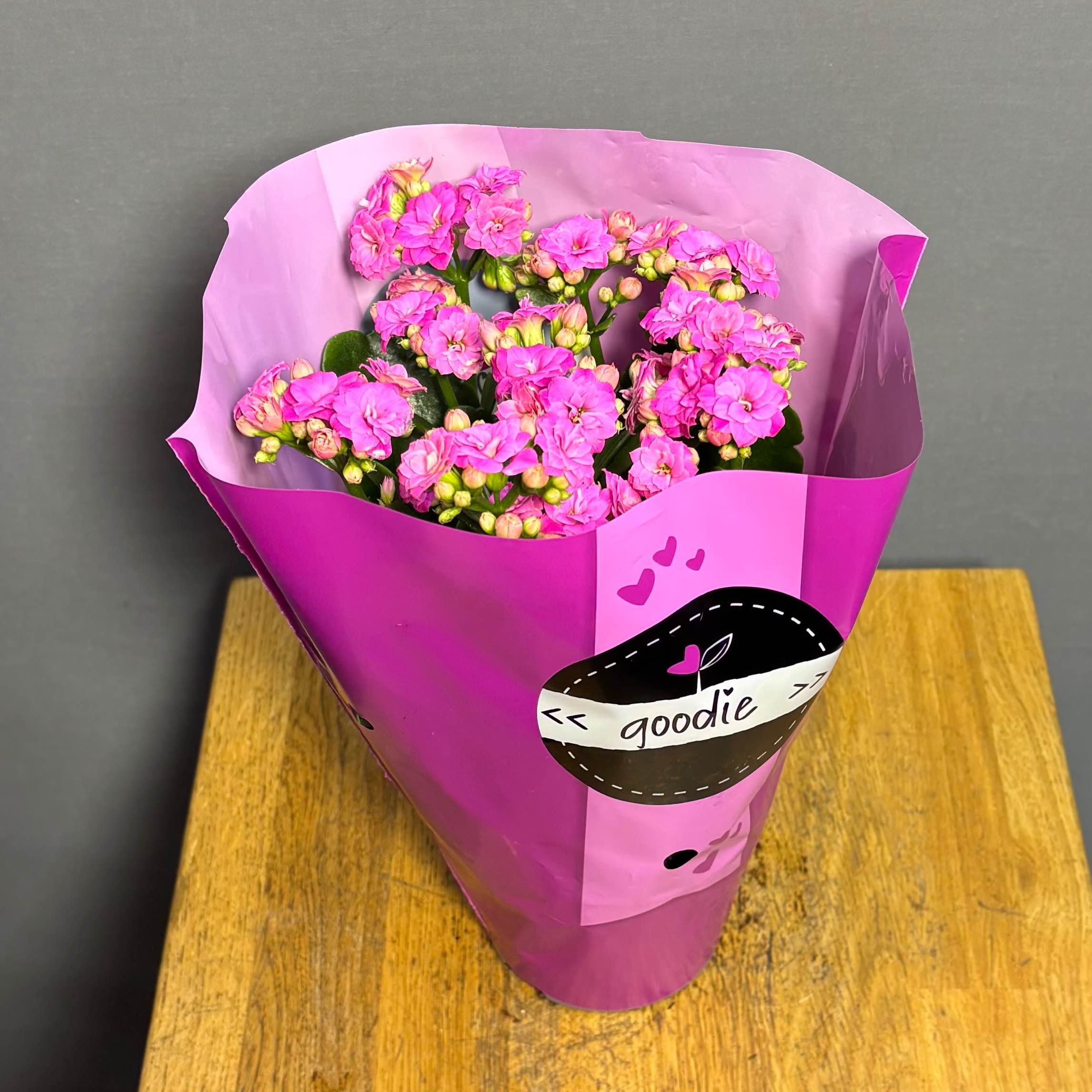 Каланхое мікс