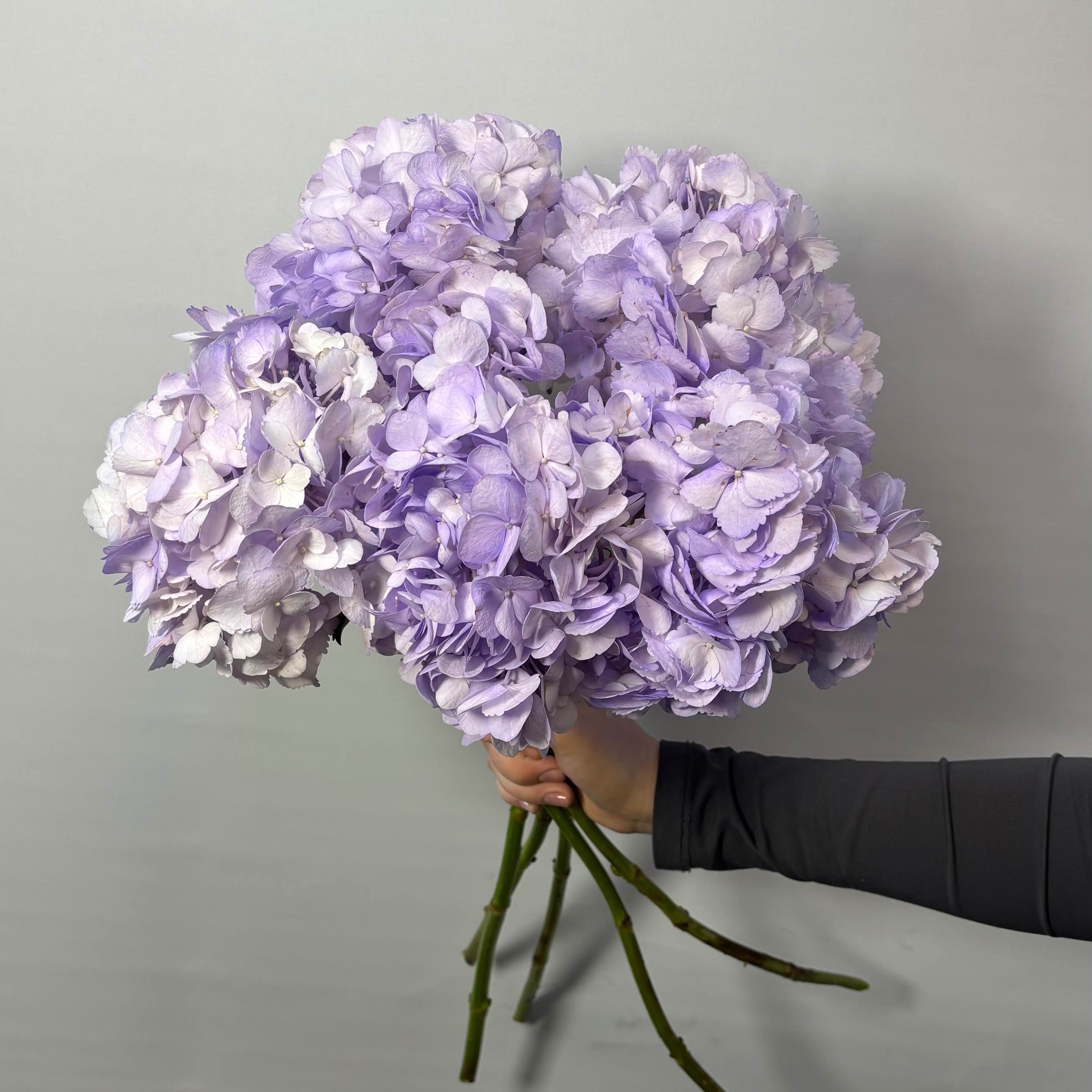 Гортензія Бузкова