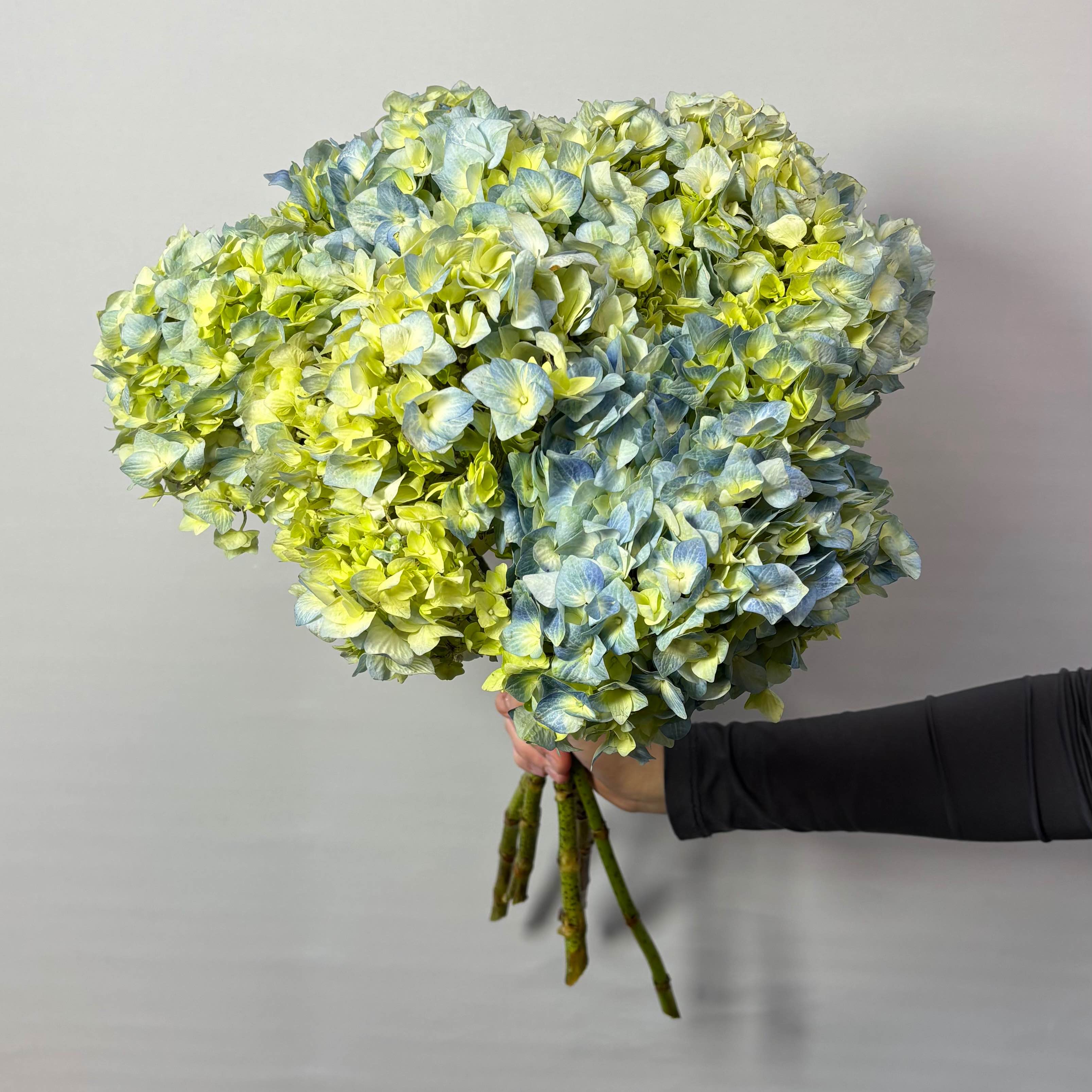 Гортензія блакитна