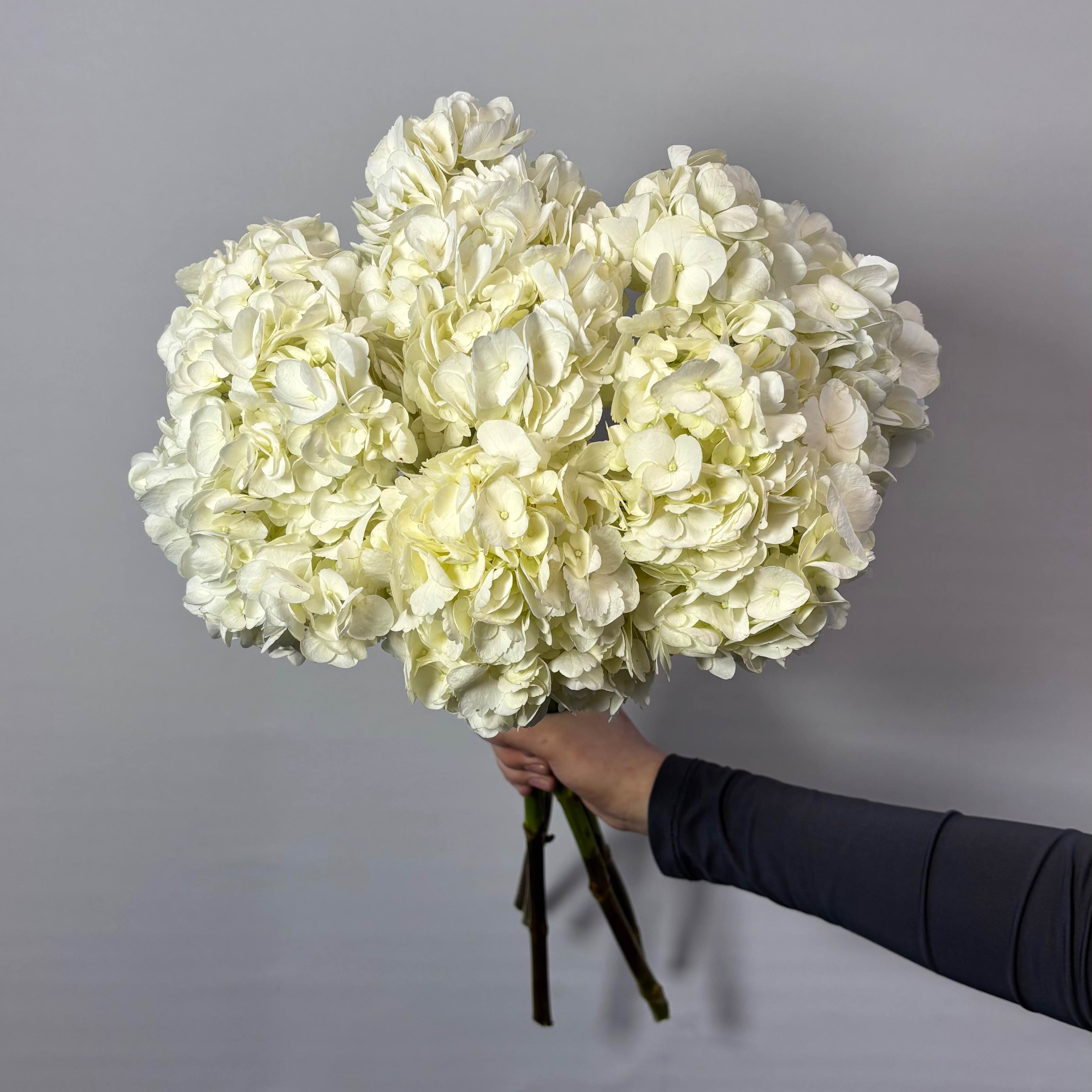 Гортензія біла