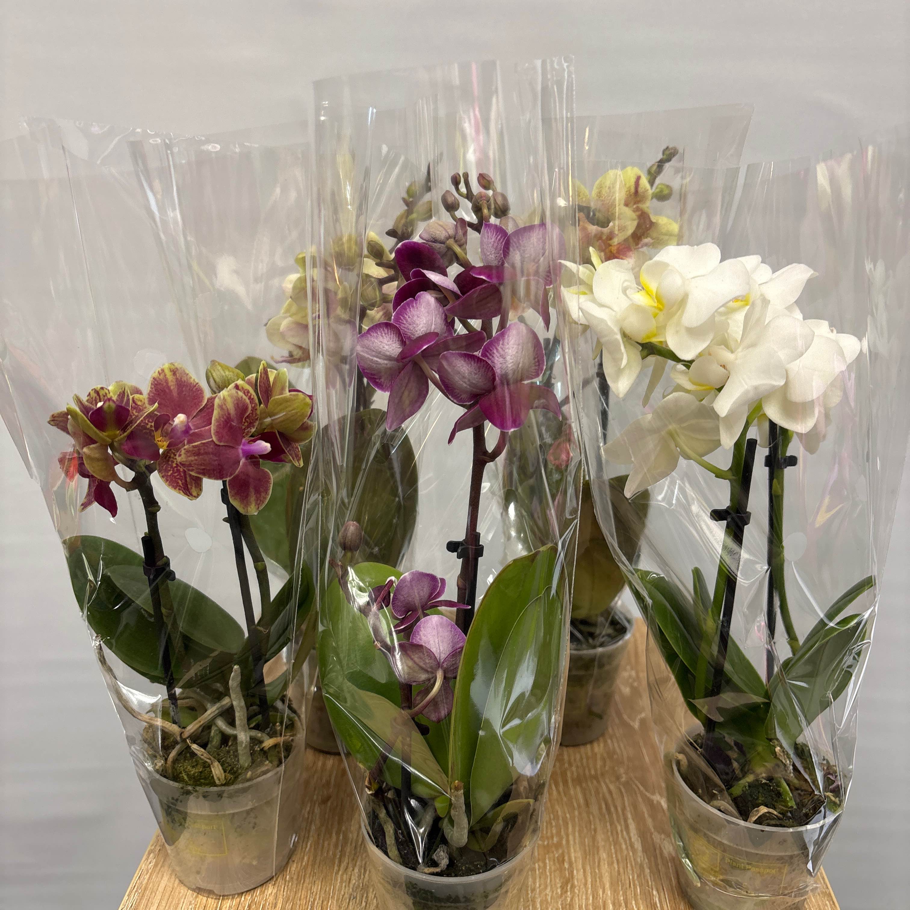 фаленопсіс міні 