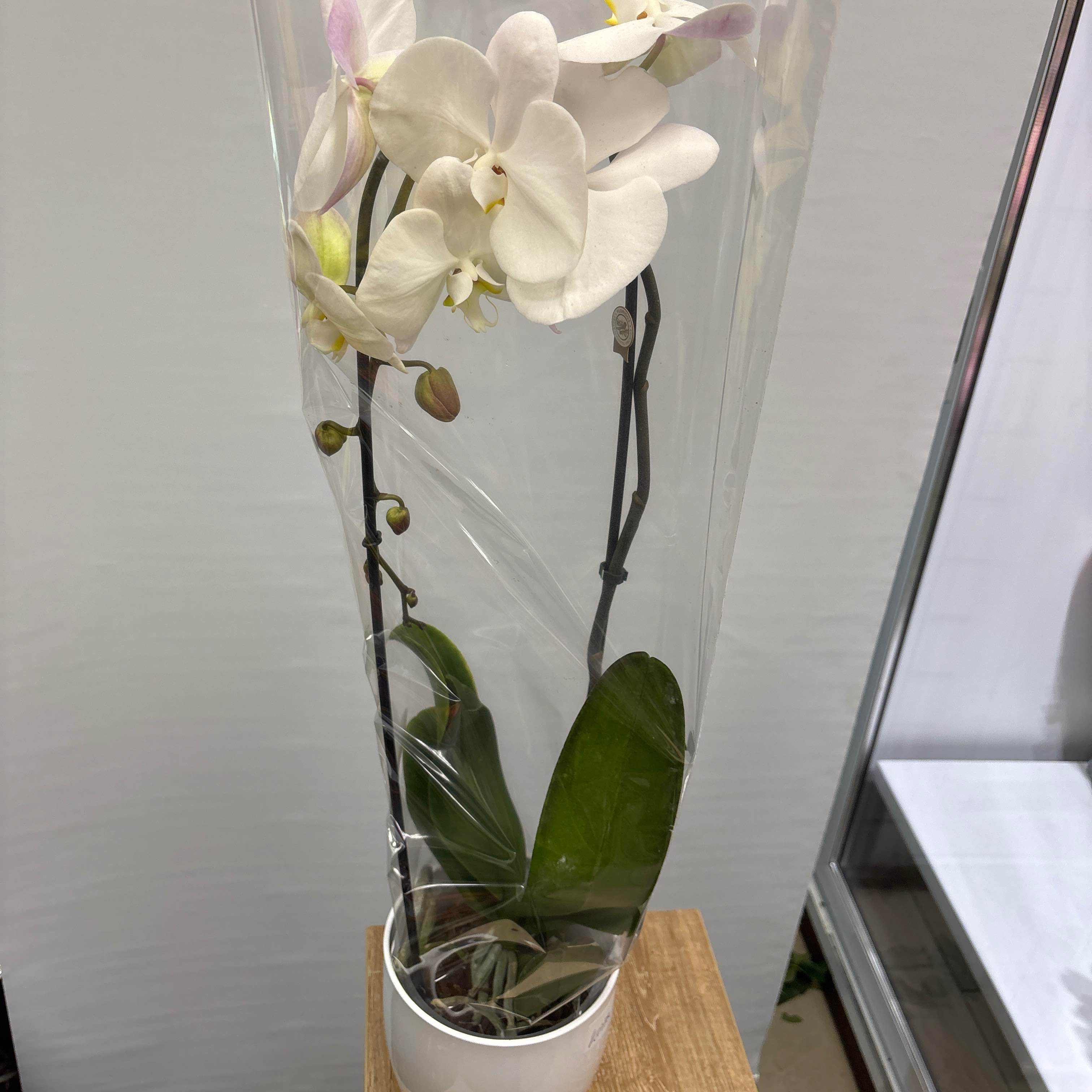 Фаленопсіс 80 см 1 стовбур
