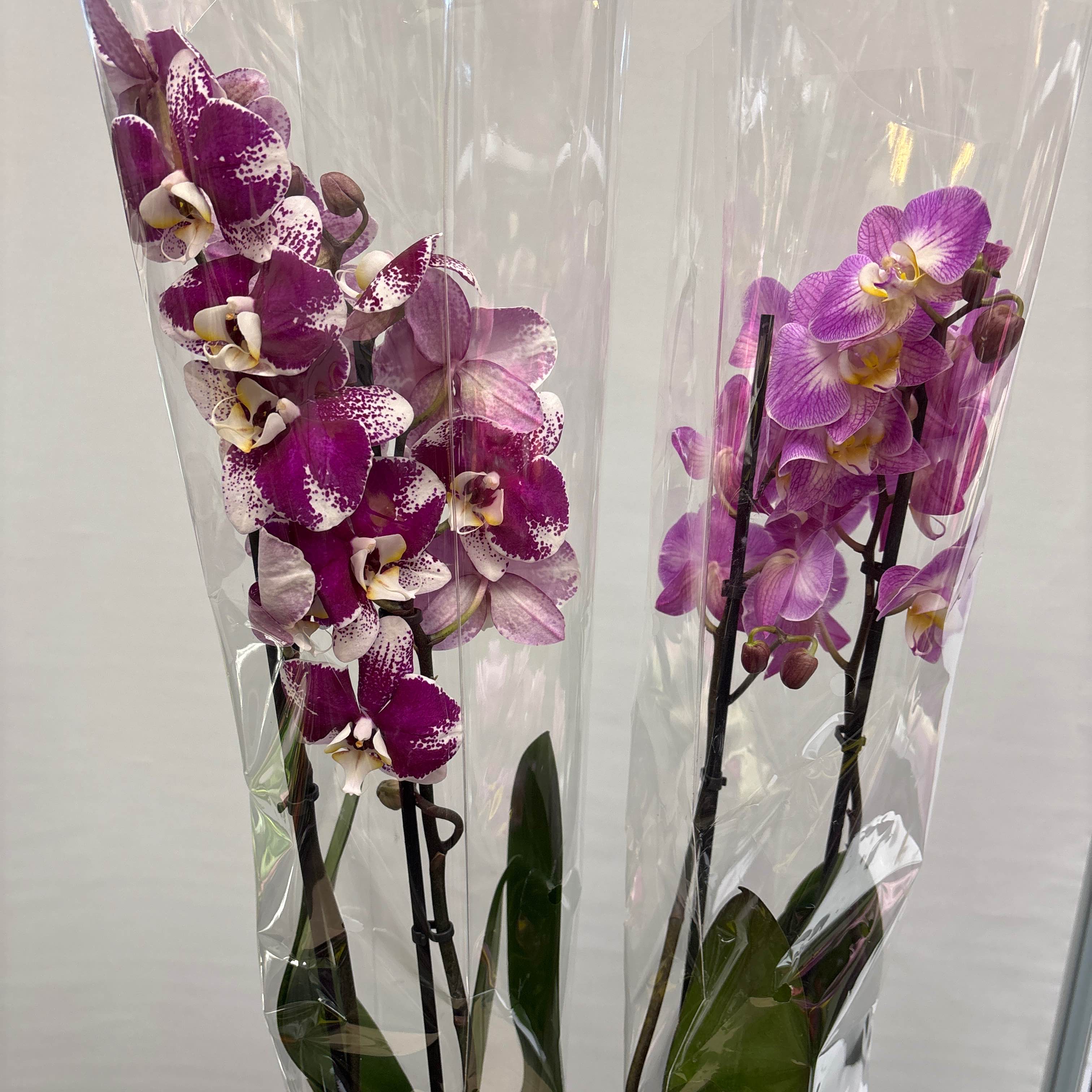 Фаленопсіс 70см 2 стовбури