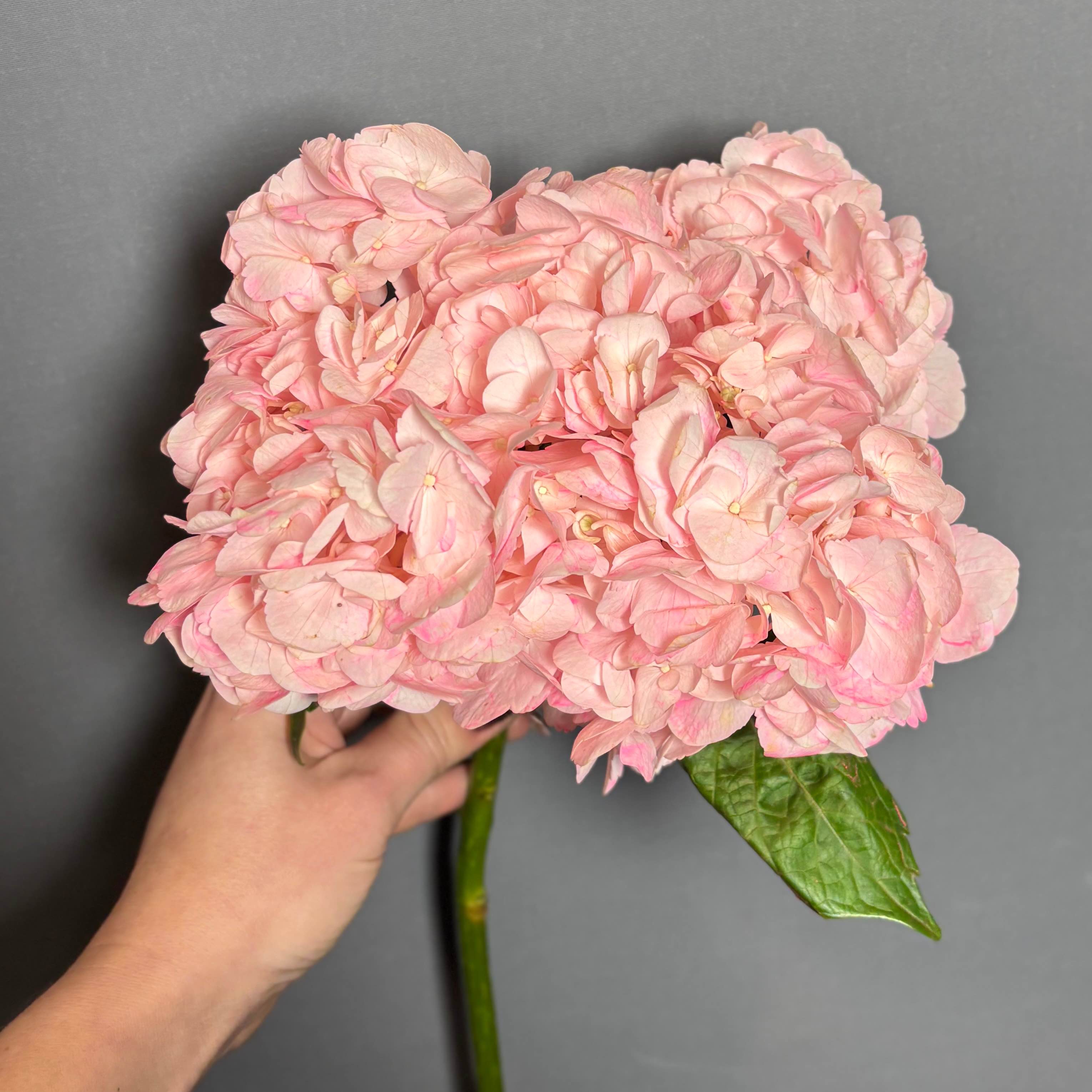 Гортензія фарб рожева