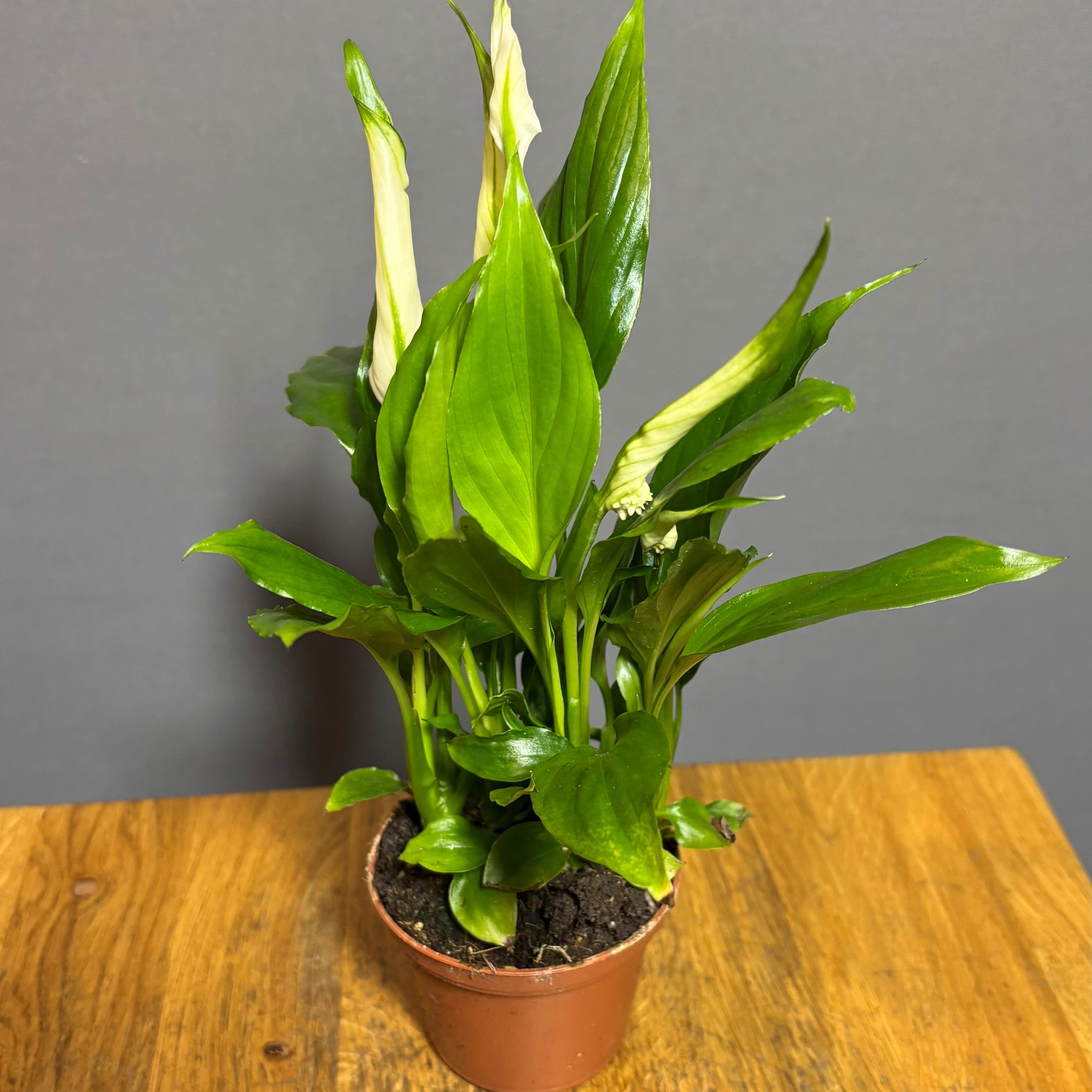 Спатифіліум 6*20