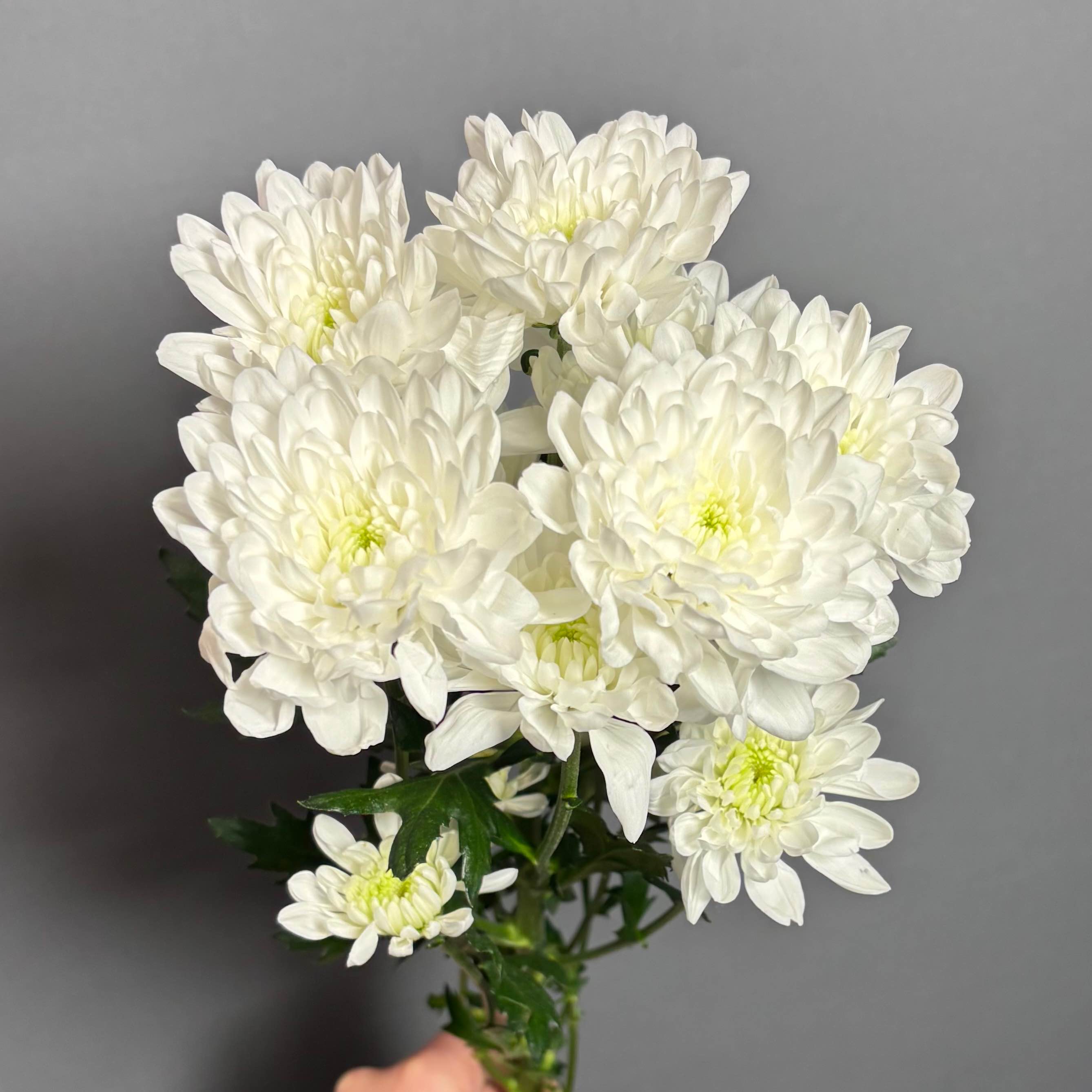 Хризантема Алтай