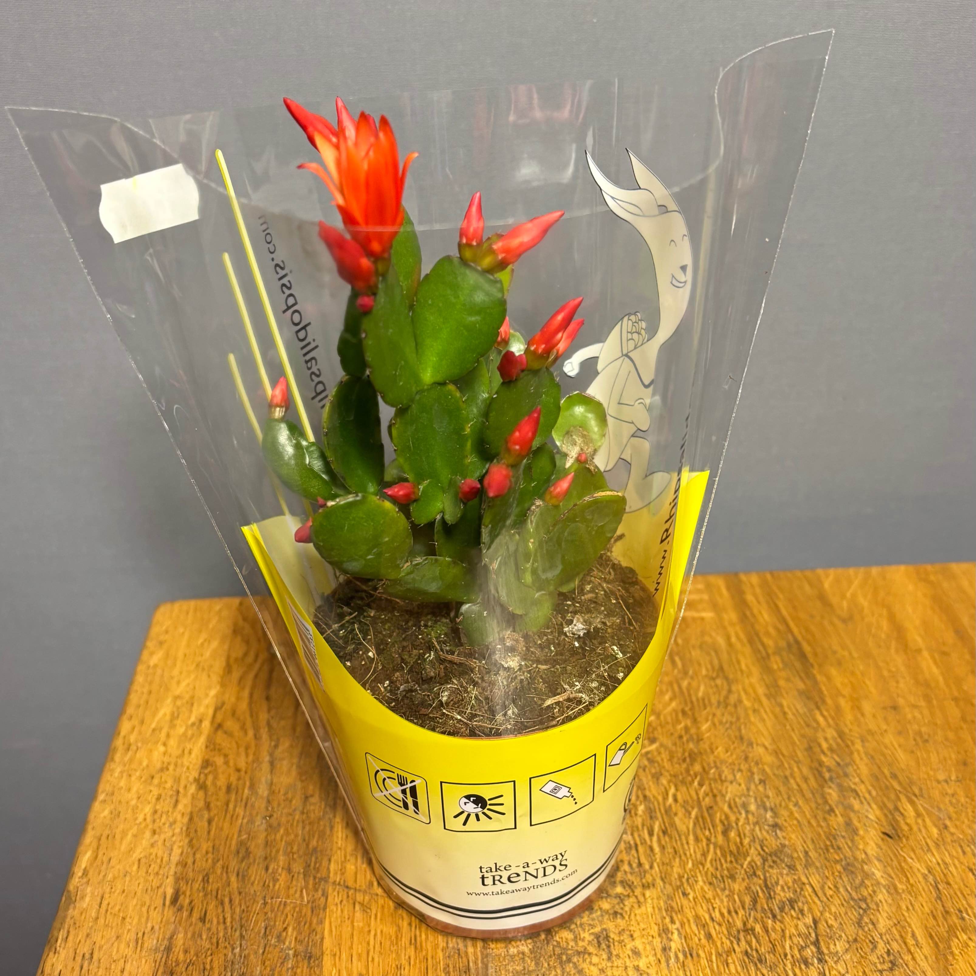 Рипсалідопсис 