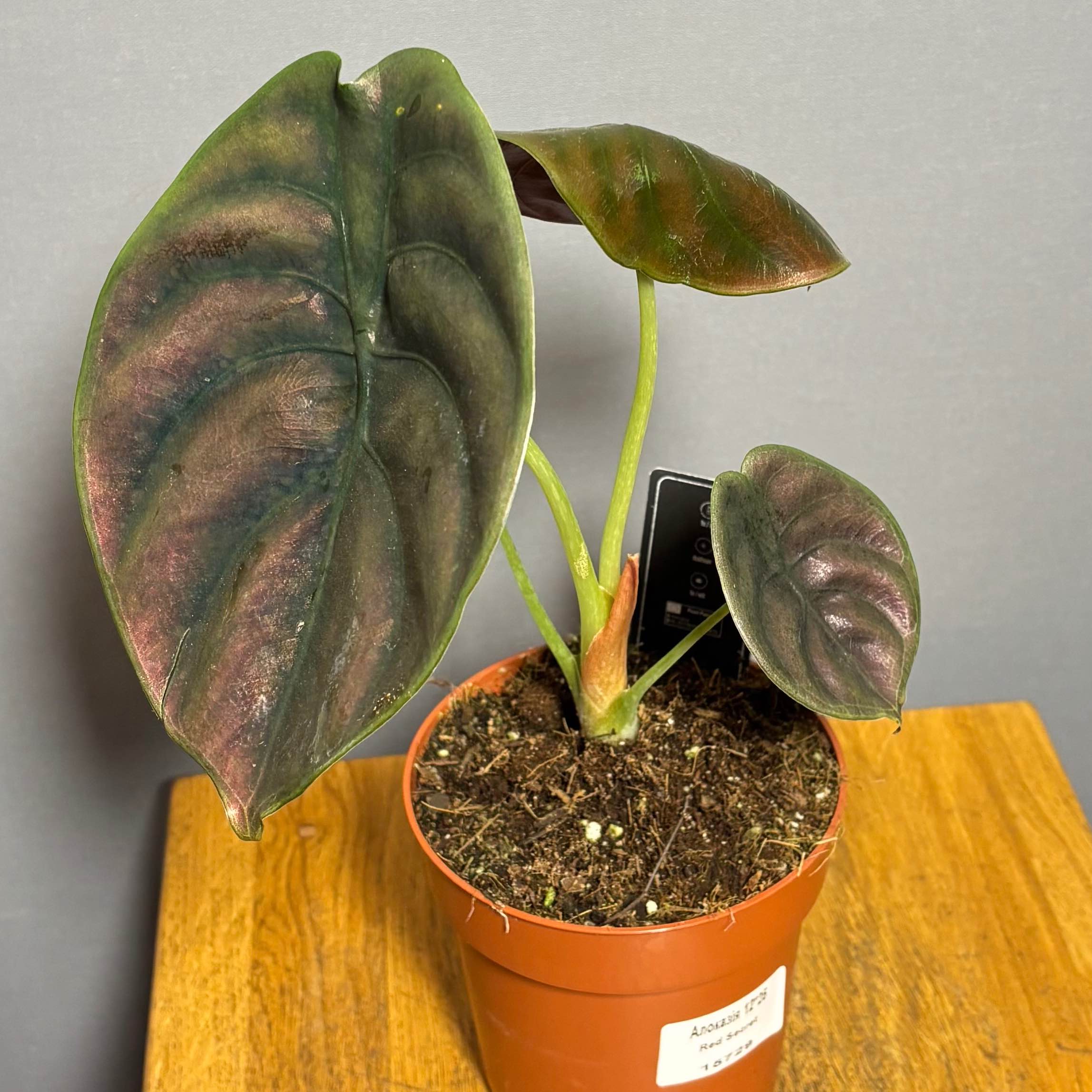 Алоказія Red Secret